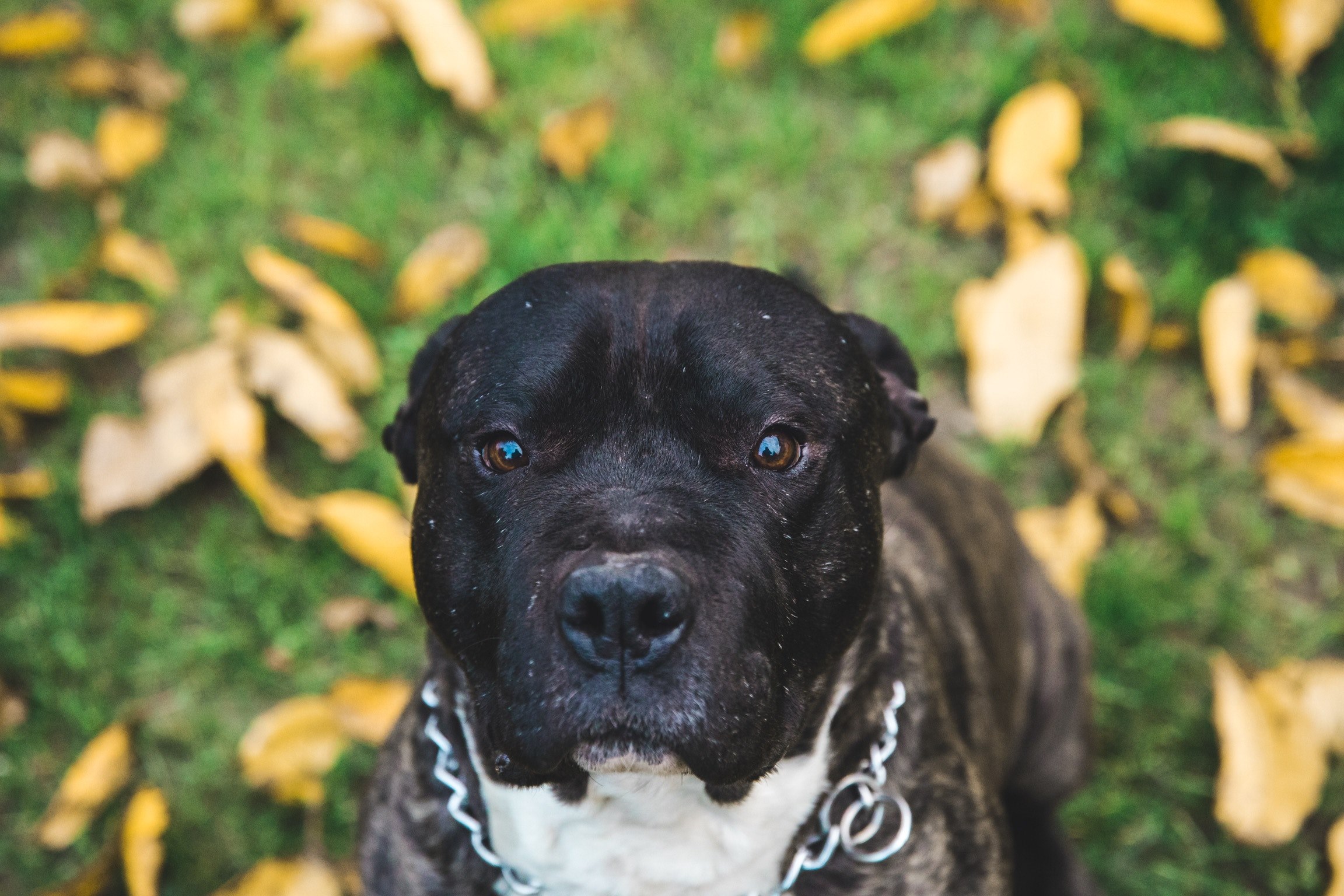 dog pet canine and leaves 4k, HD Wallpaper