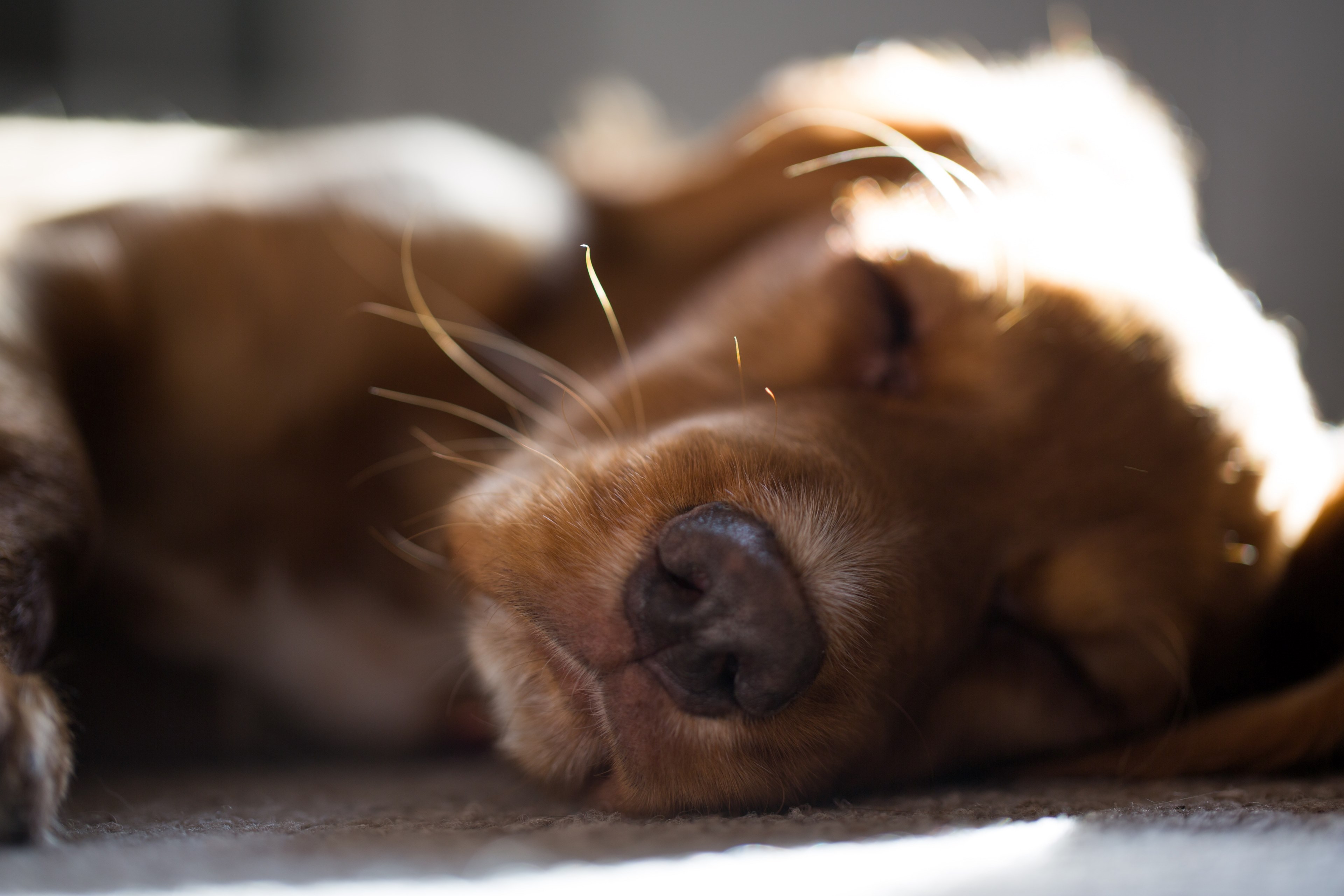 detail sunbeam cocker spaniel and spaniel 4k, HD Wallpaper