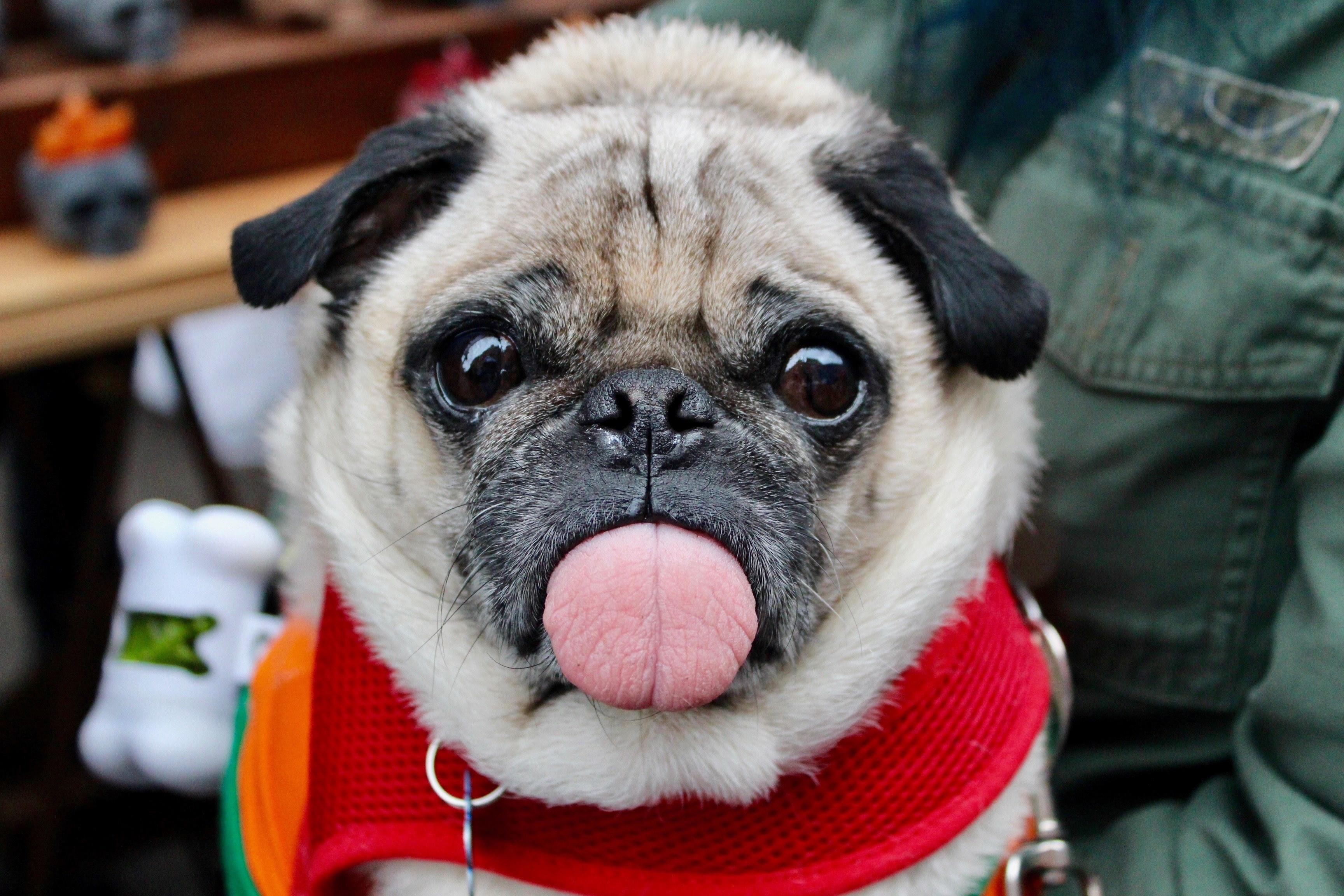 pulling tongues 4k, HD Wallpaper