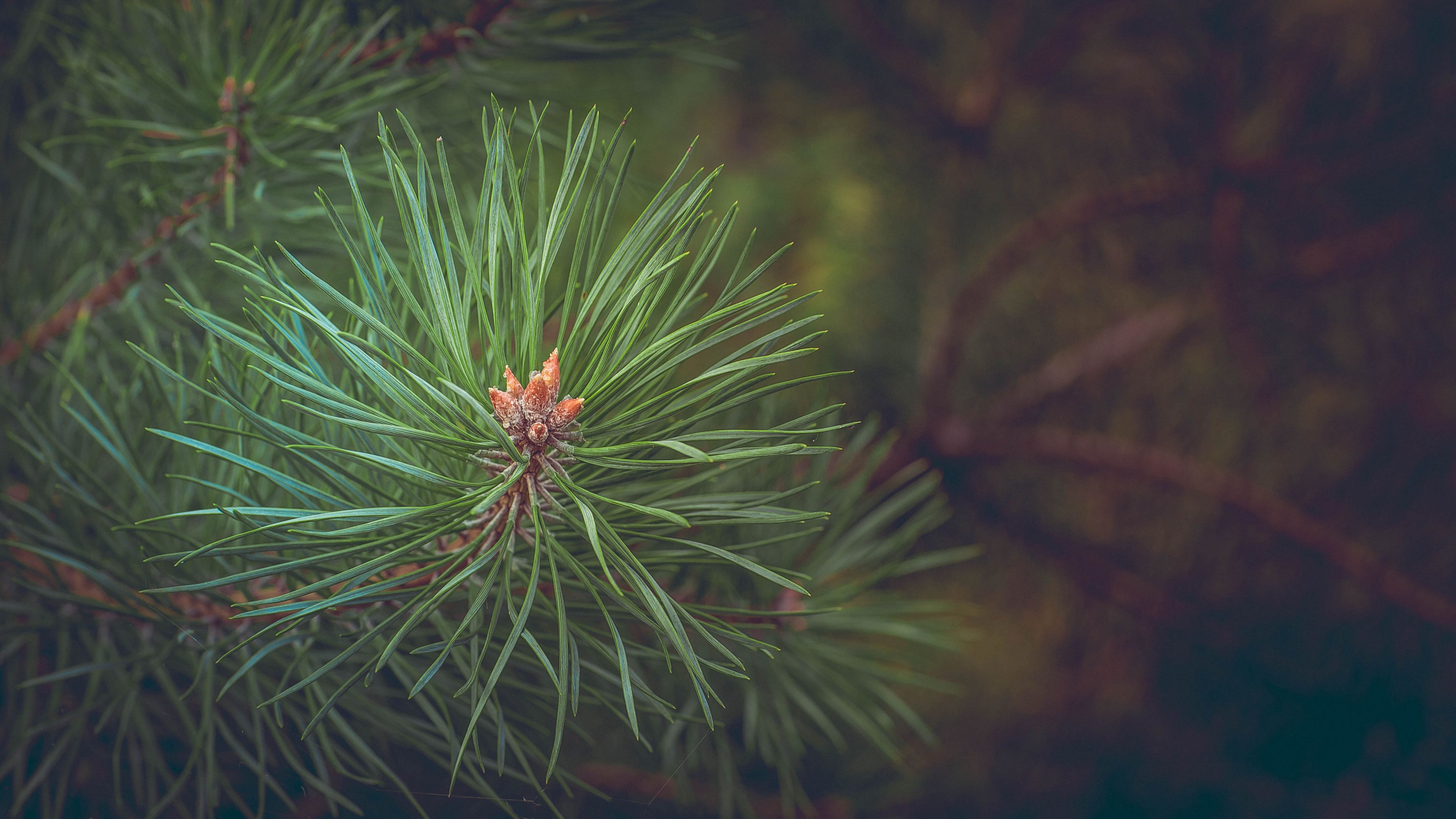 spruce, branch, thorns, 4k, HD Wallpaper