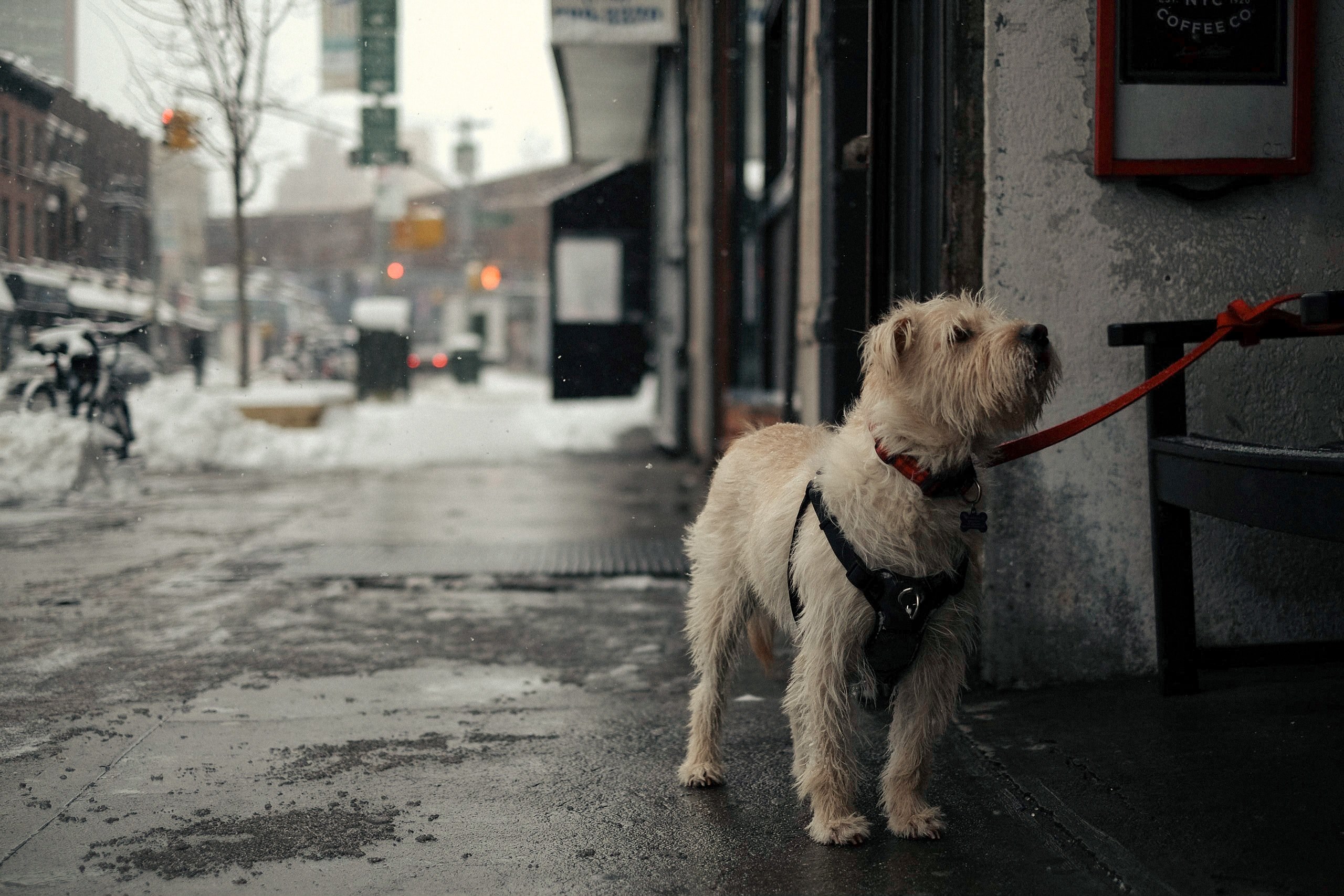 dog pet canine and lead 4k, HD Wallpaper