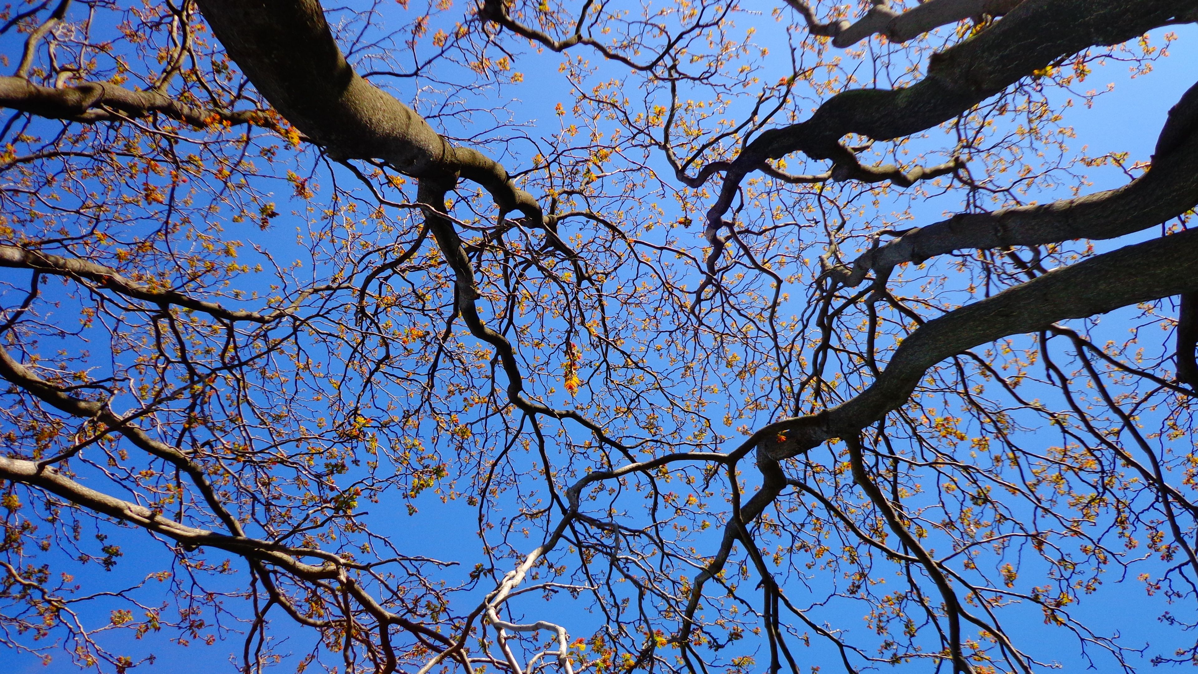 trees, branches, tops, sky, 4k, HD Wallpaper