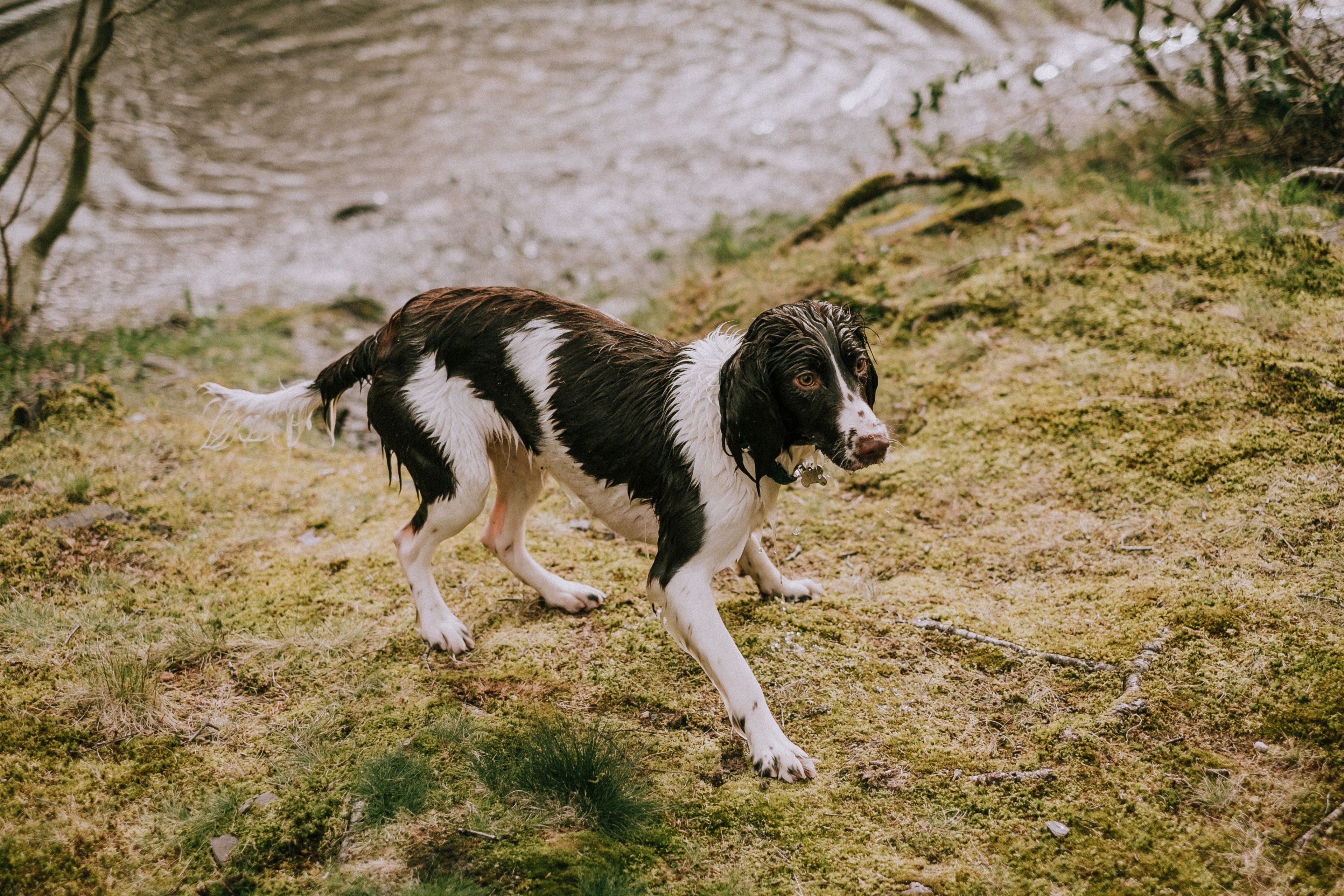 a black and white dog wet from emerging from a rippling pond, wet black and white dog 4k, HD Wallpaper