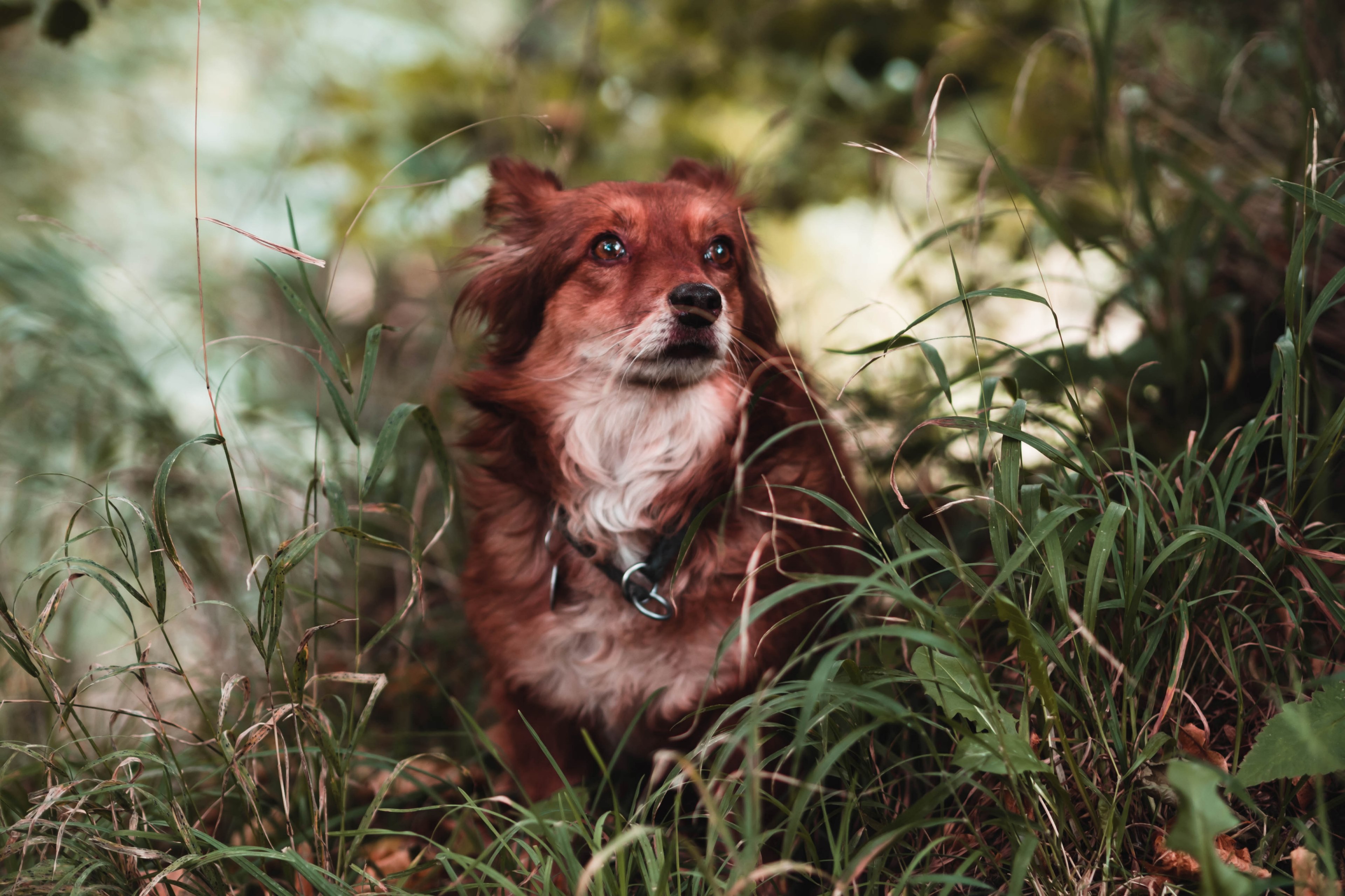 dog canine pet and fur 4k, HD Wallpaper