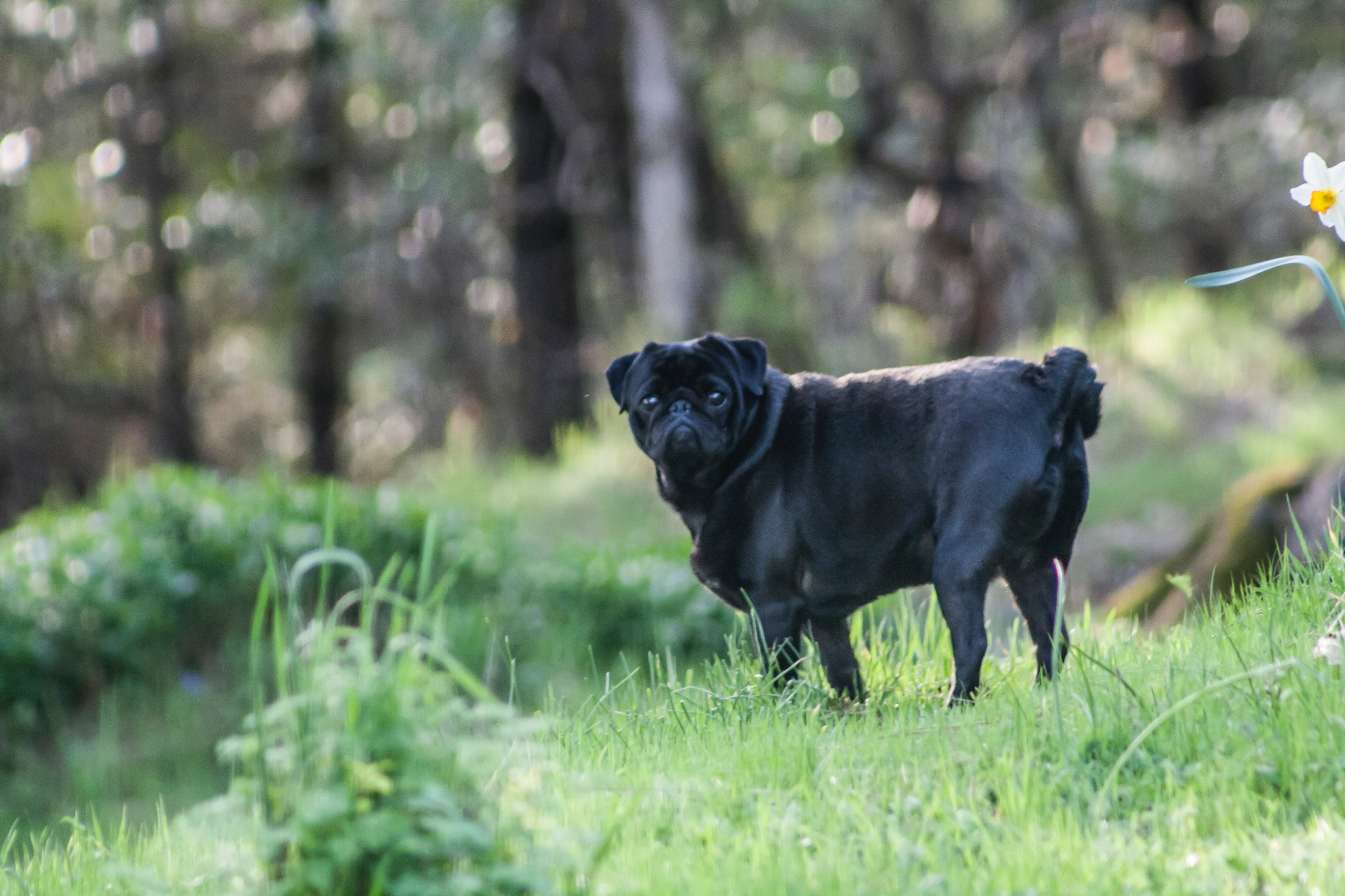 morning walk pet love and nature 4k, HD Wallpaper