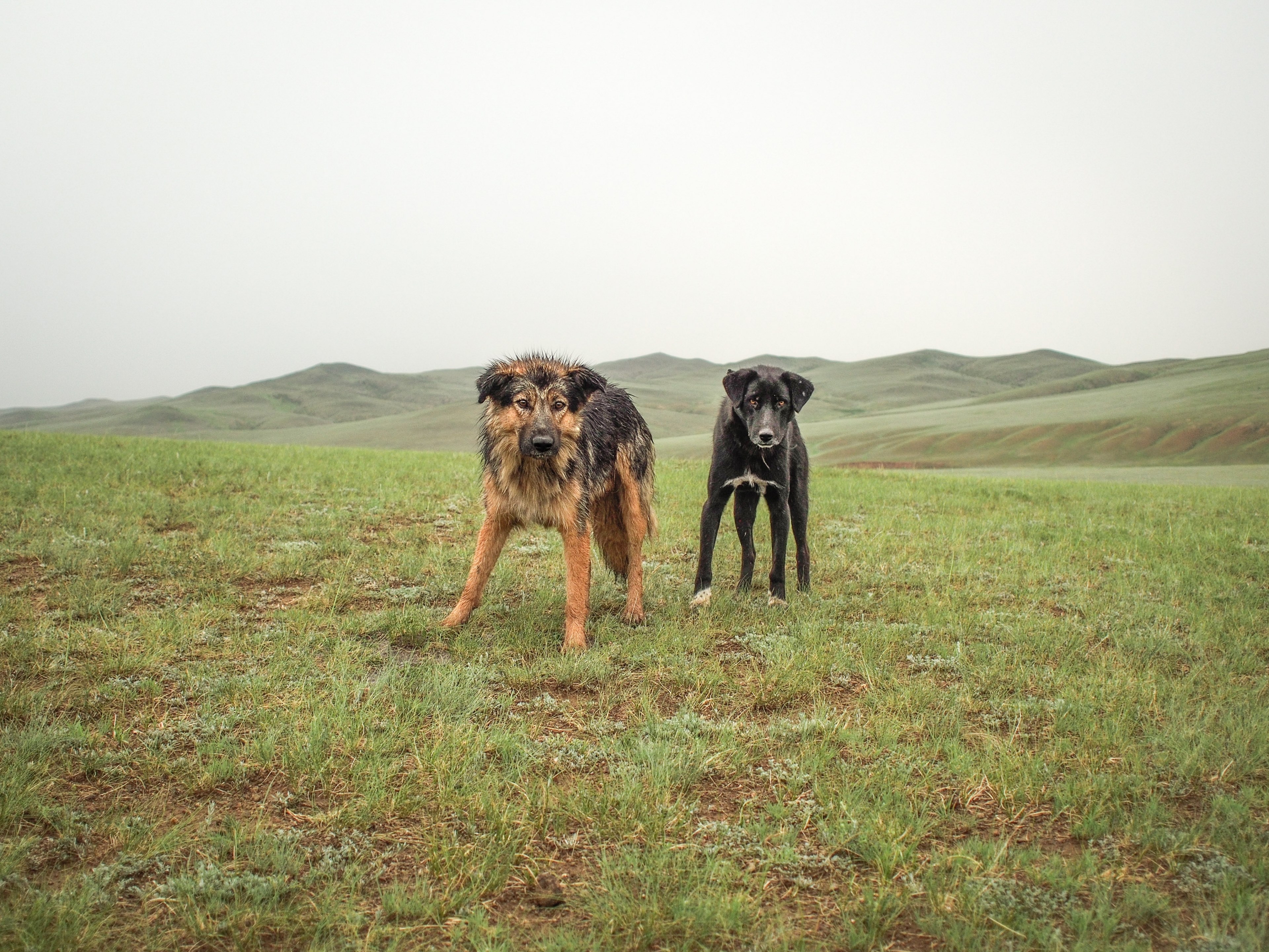 mongolian dogs 4k, HD Wallpaper