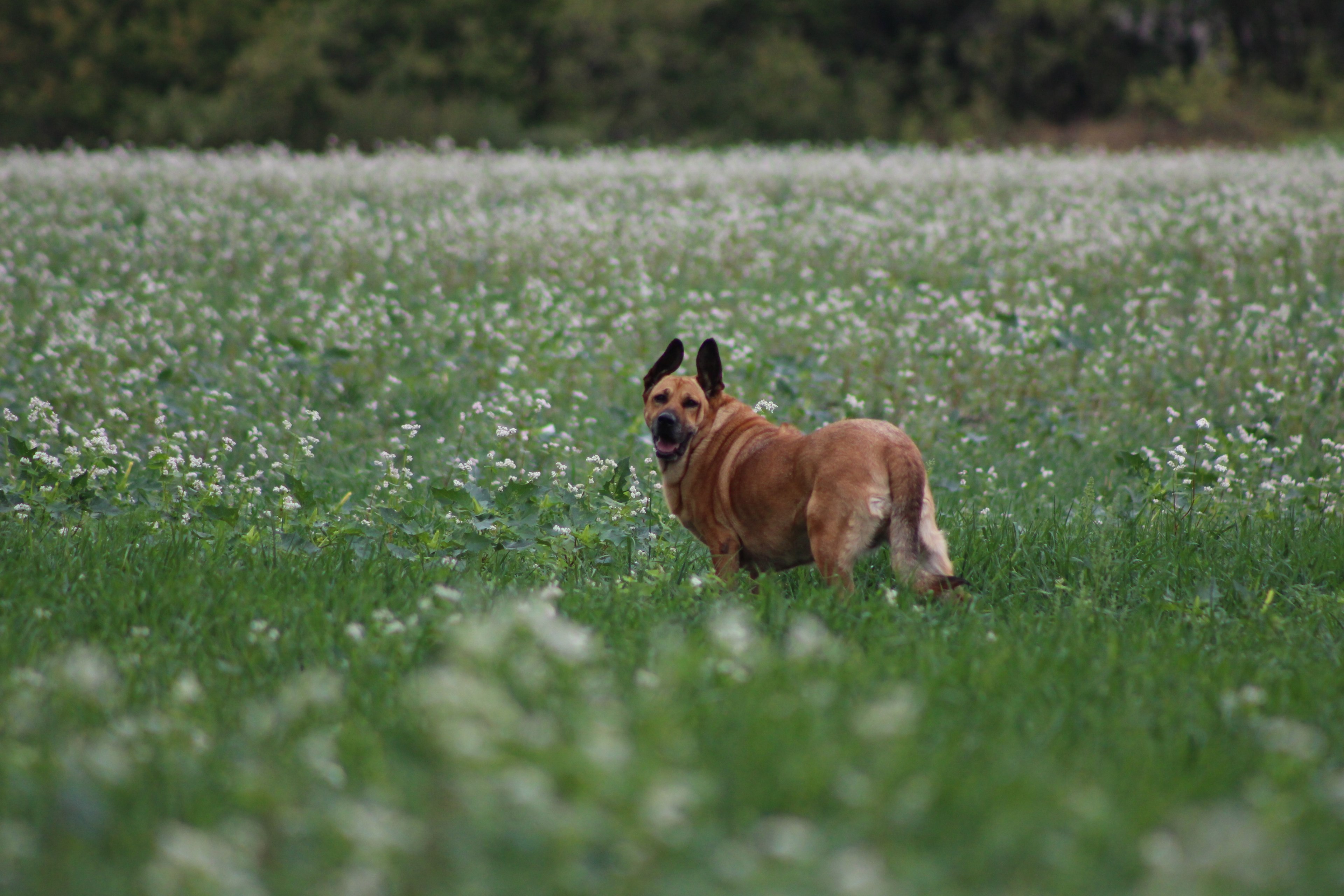 field flower ridgeback and dog 4k, HD Wallpaper