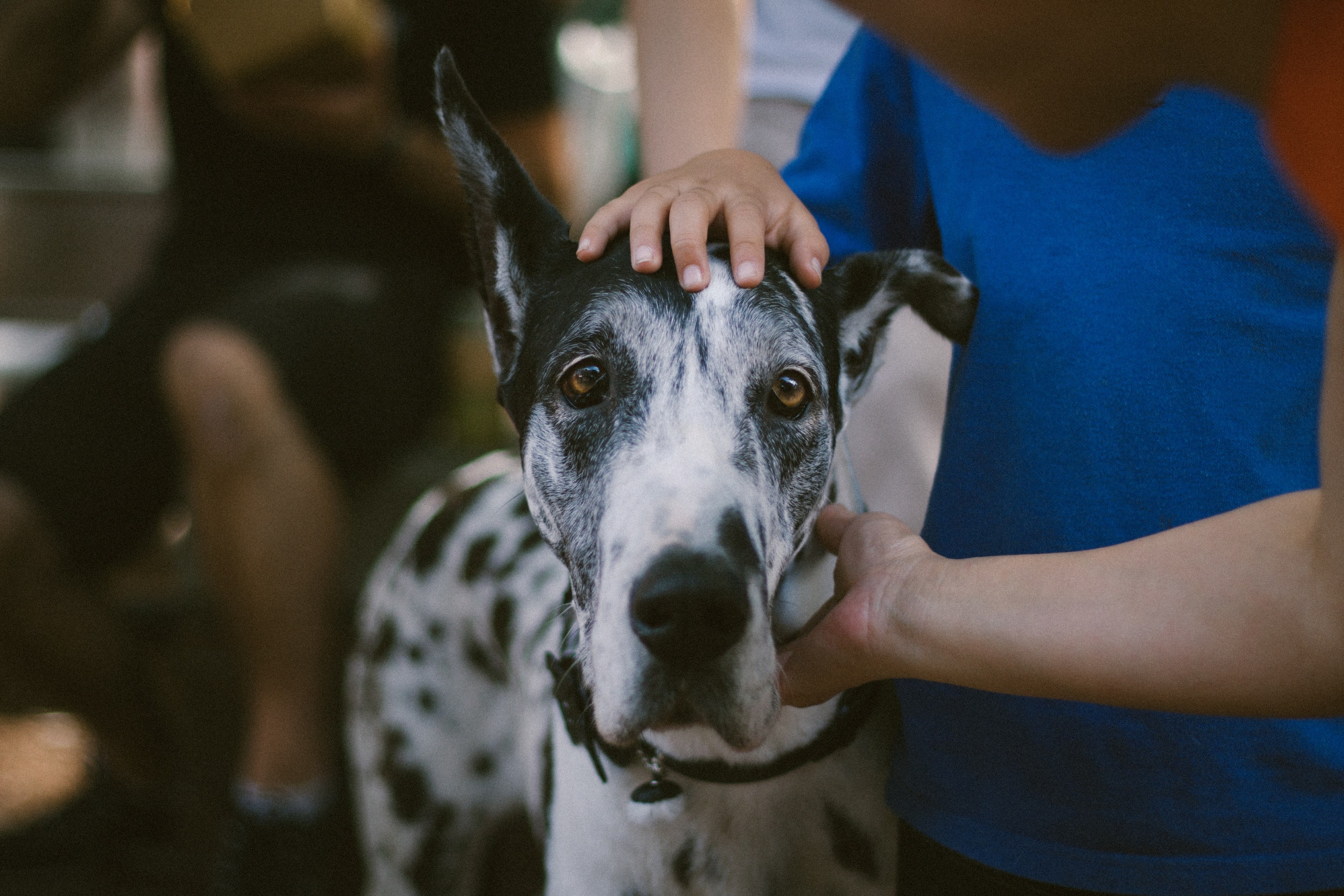hound dog portrait black amp white and greyhound 4k, HD Wallpaper