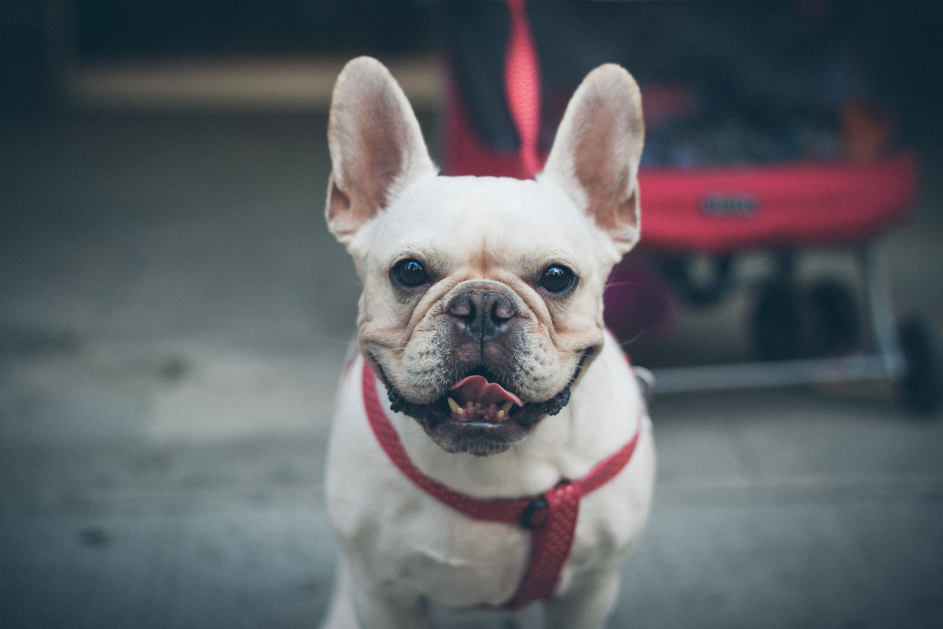 ear pet puppy and bulldog 4k, HD Wallpaper