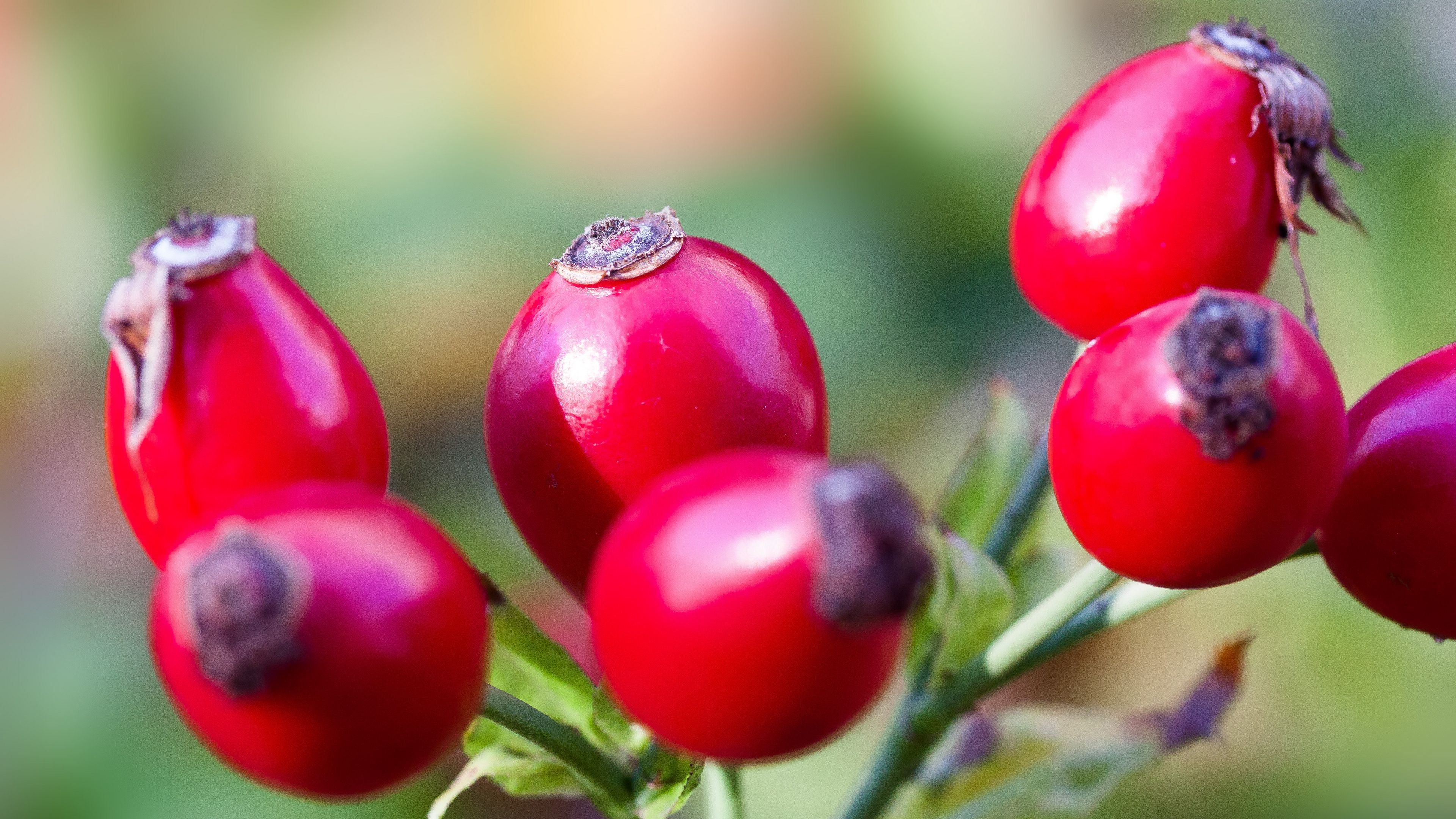 rose, wild rose, buds, berries, 4k, HD Wallpaper