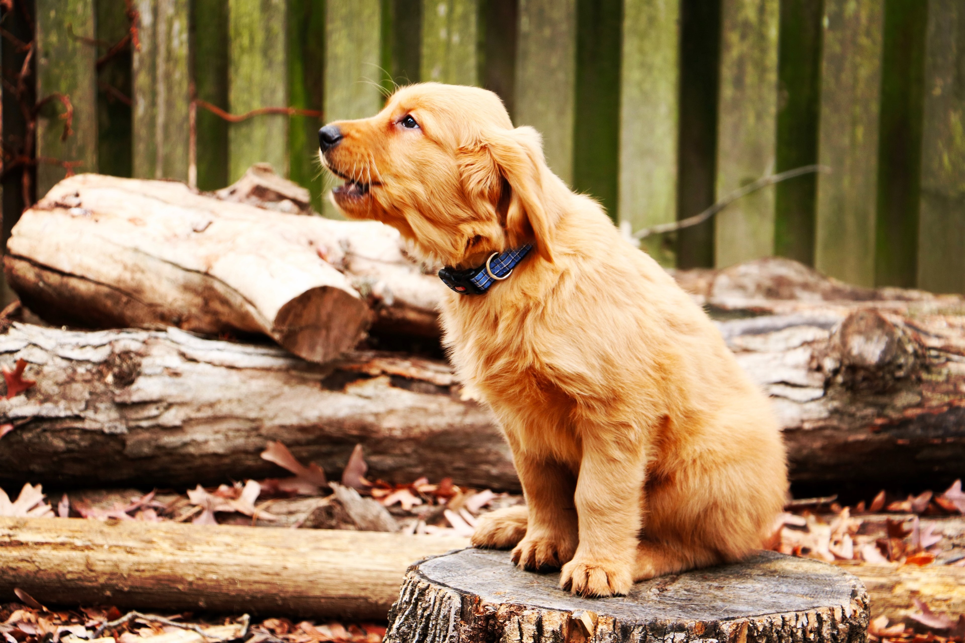 dog puppy animal and pet 4k, HD Wallpaper