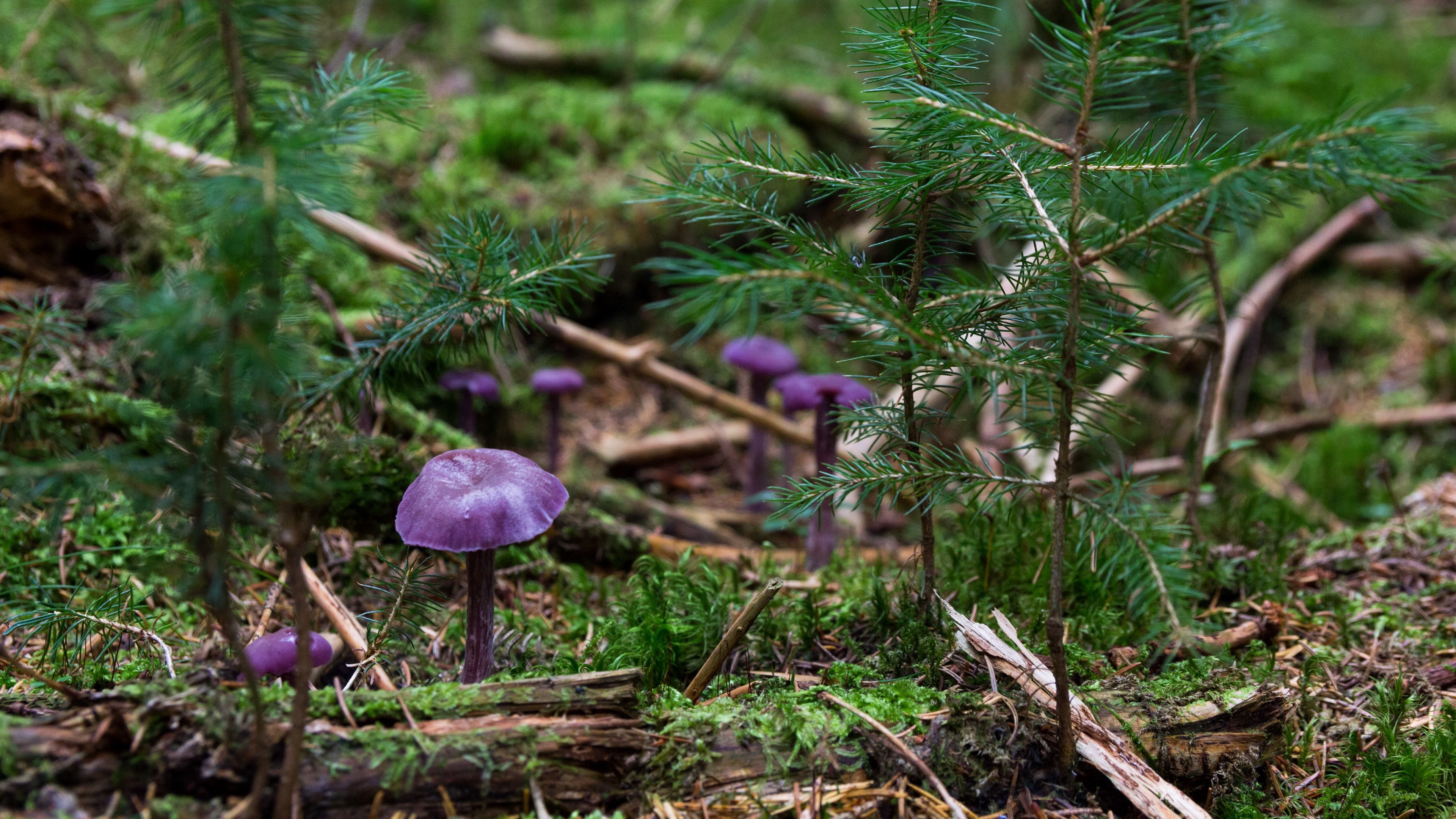 fungi, plants, herbs, 4k, HD Wallpaper