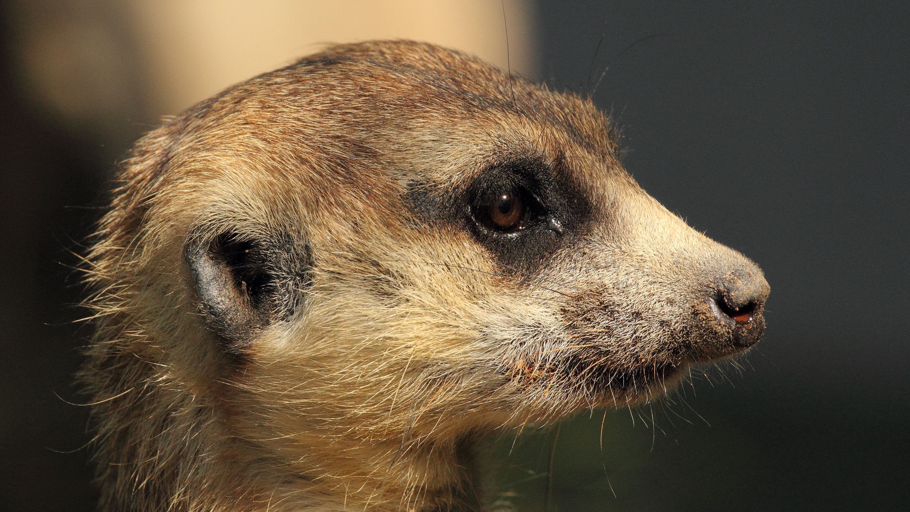 mongoose, meerkat, muzzle, 4k, HD Wallpaper