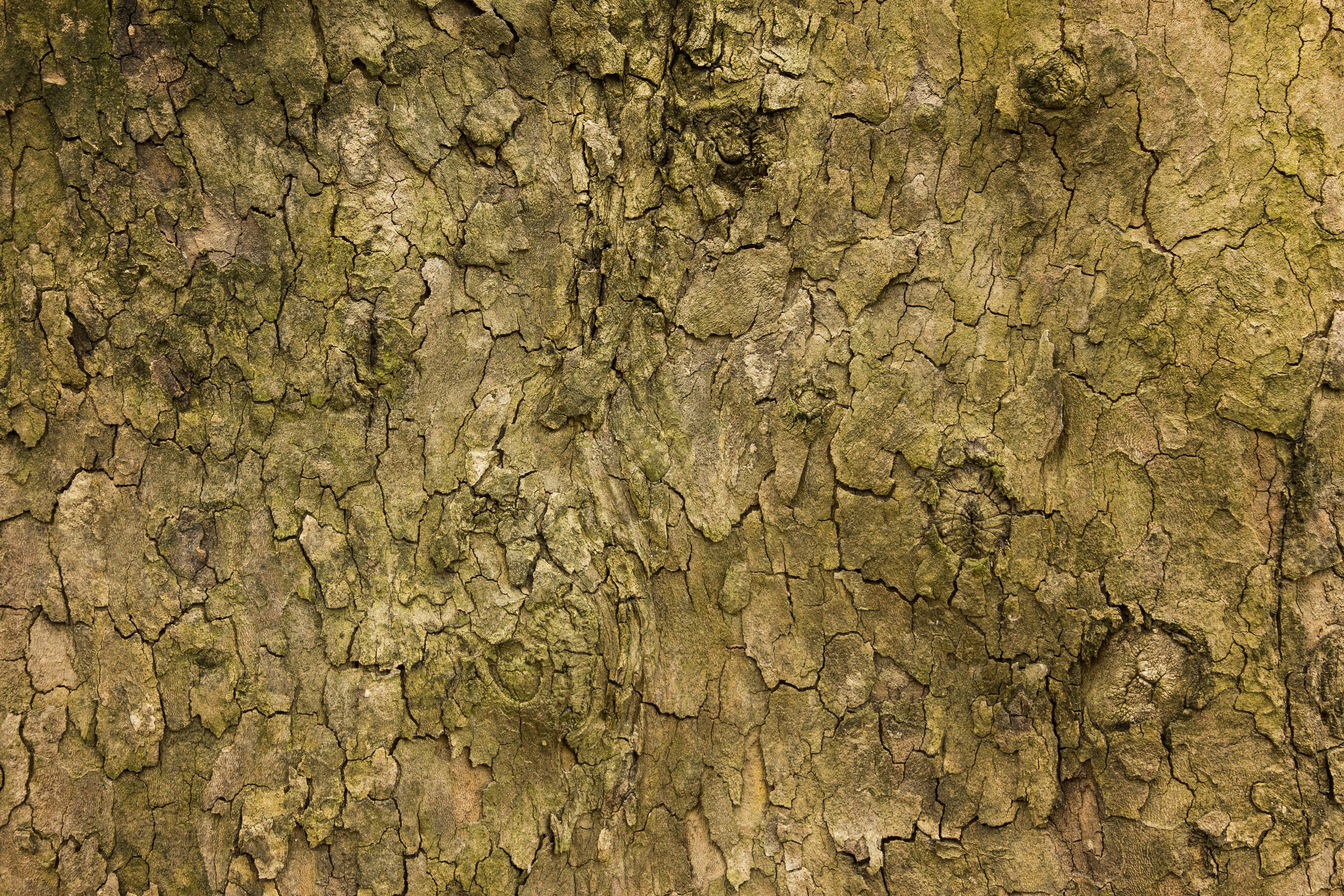 nature yellow texture brown texture and tree skin texture 4k, HD Wallpaper