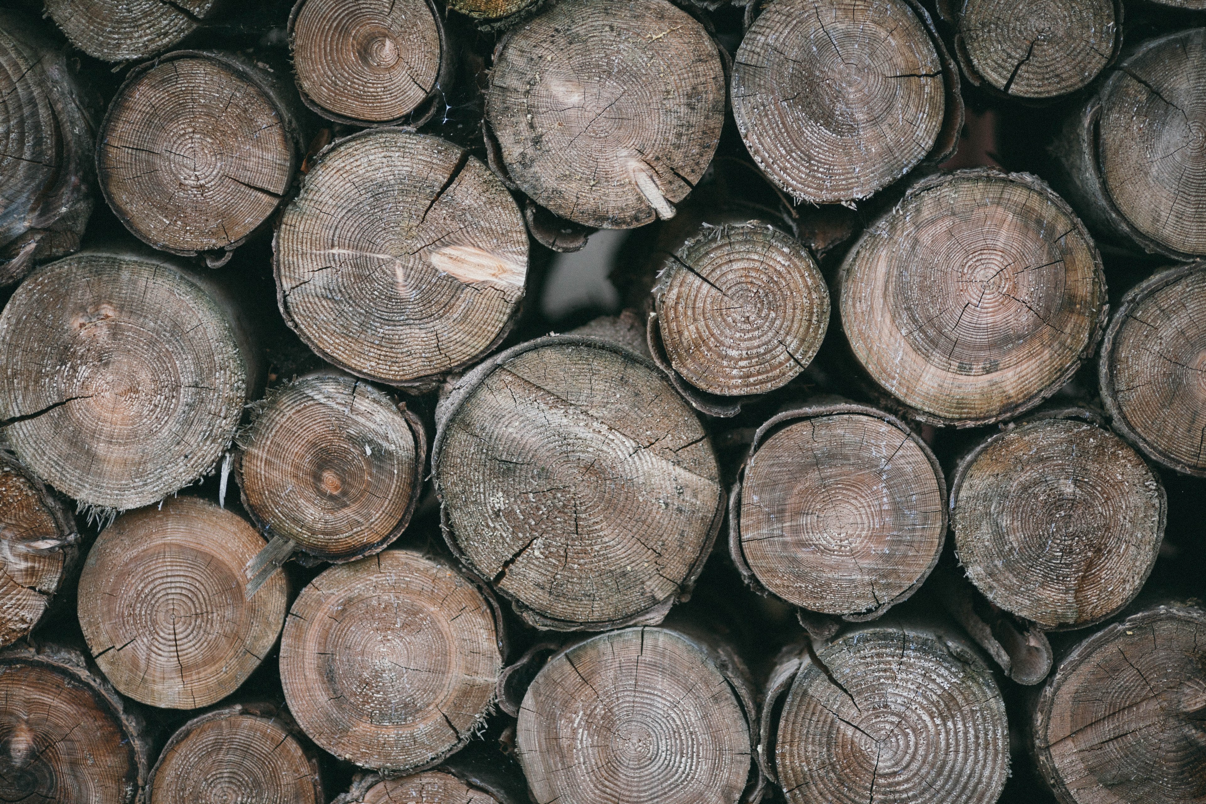 tree log wood and wood pile 4k, HD Wallpaper