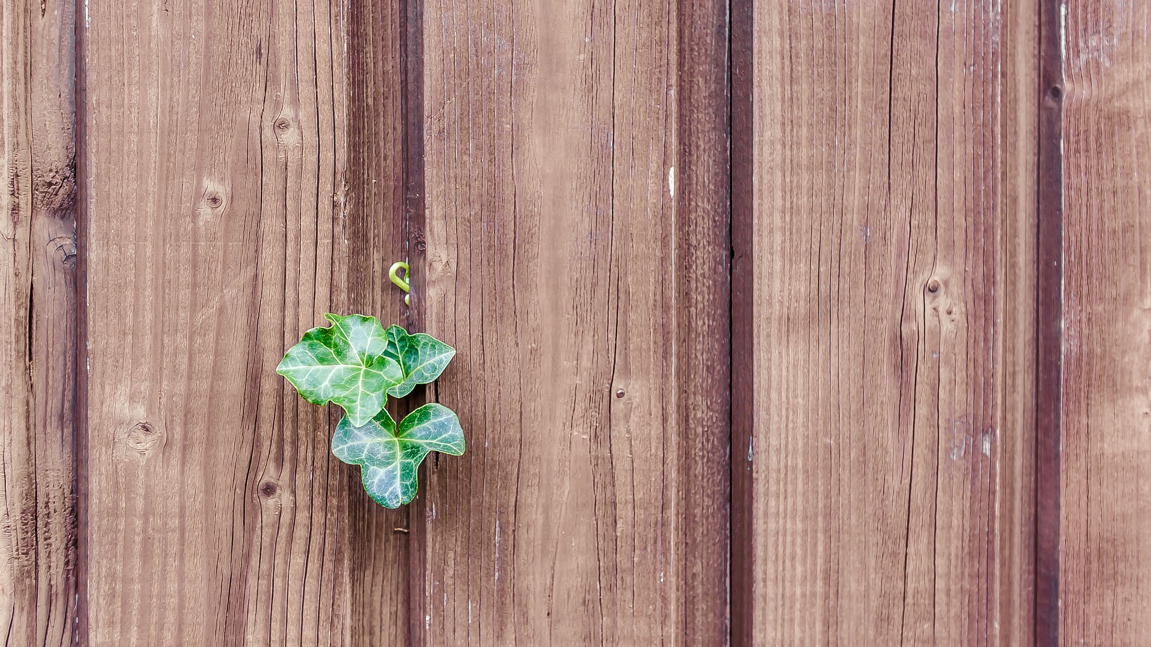 walls, fences, boards, leaves, plants, 4k, HD Wallpaper
