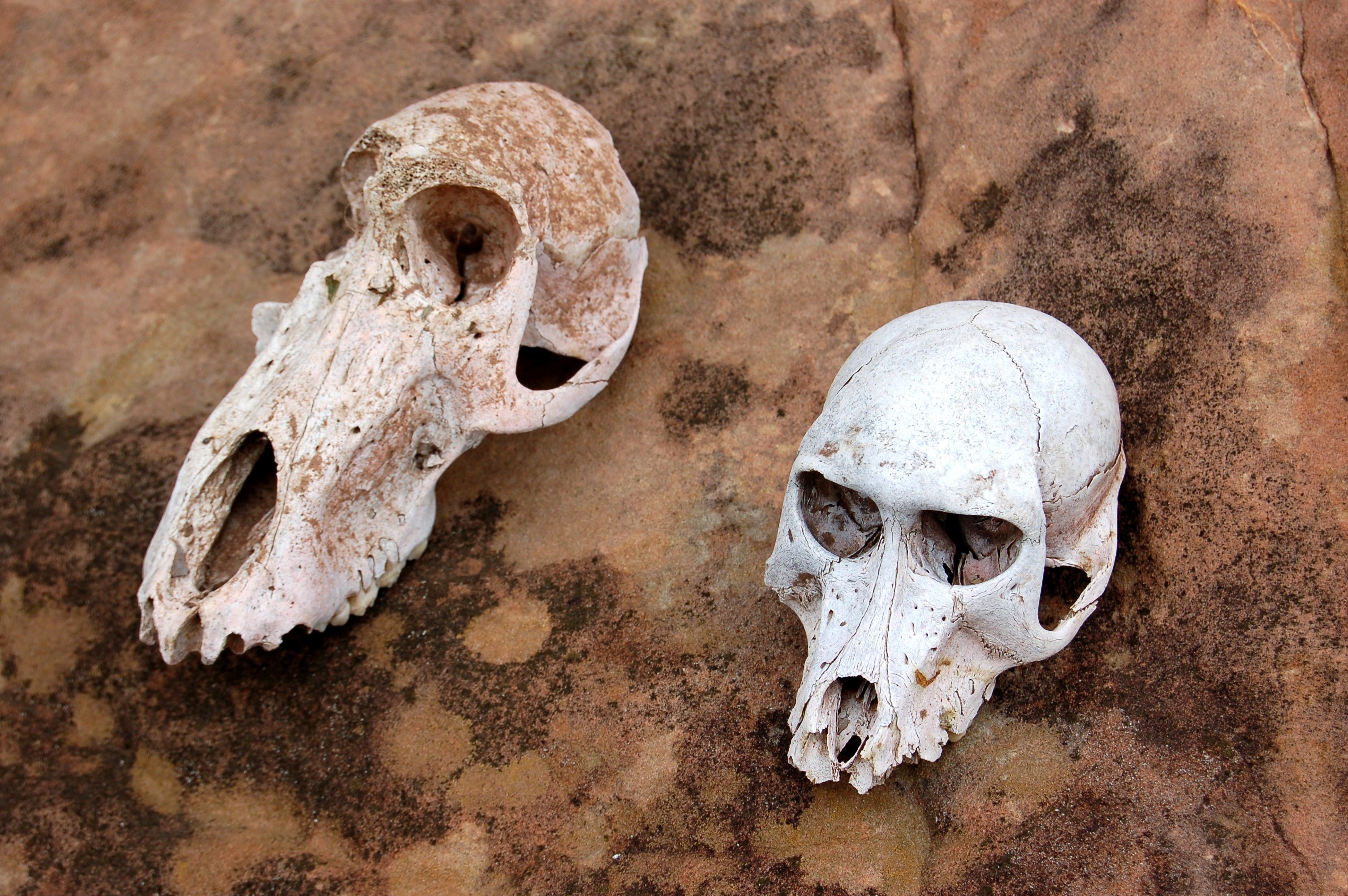 baboon skulls 4k, HD Wallpaper