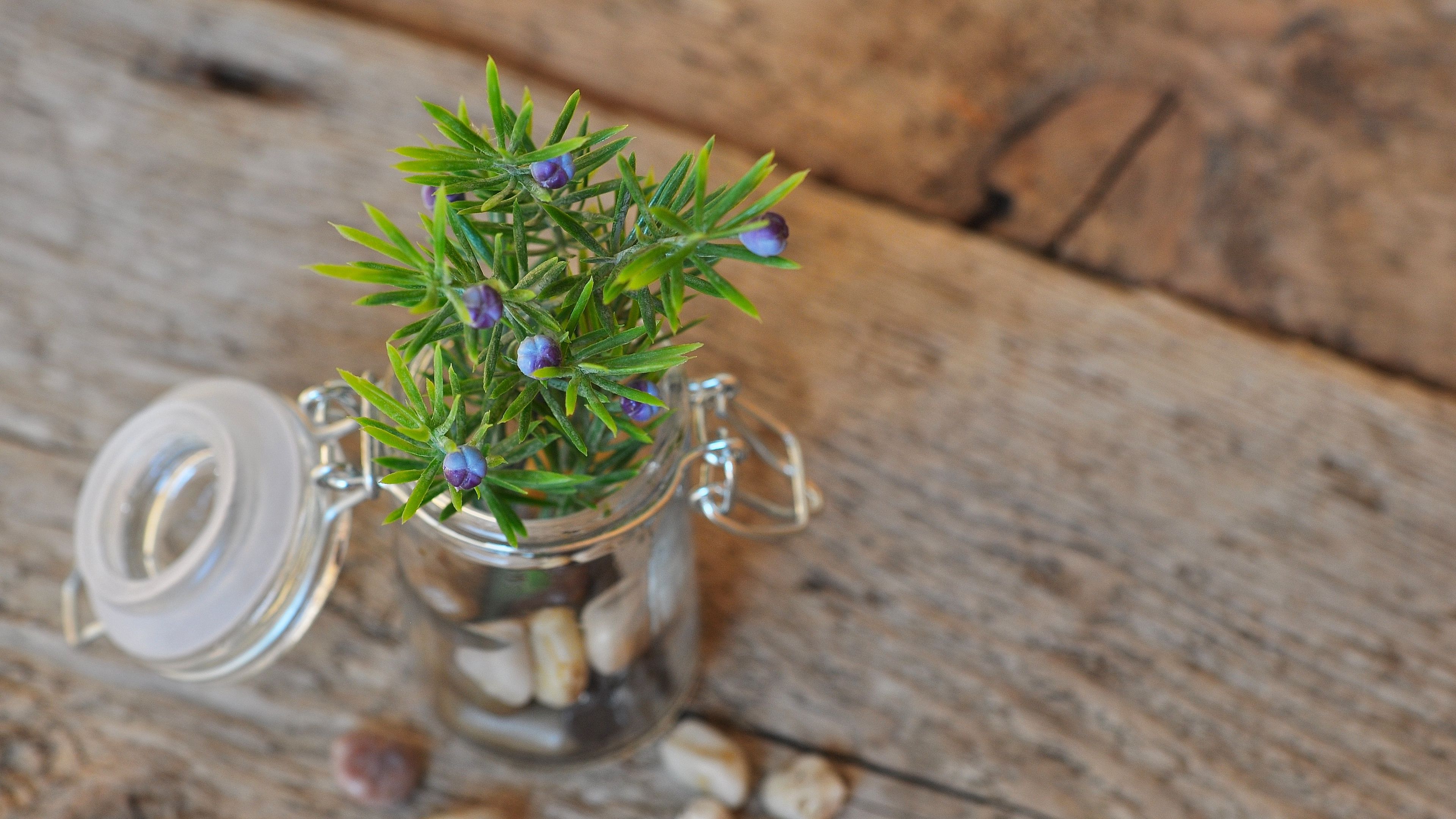 plant, flower, bank, stones, 4k, HD Wallpaper