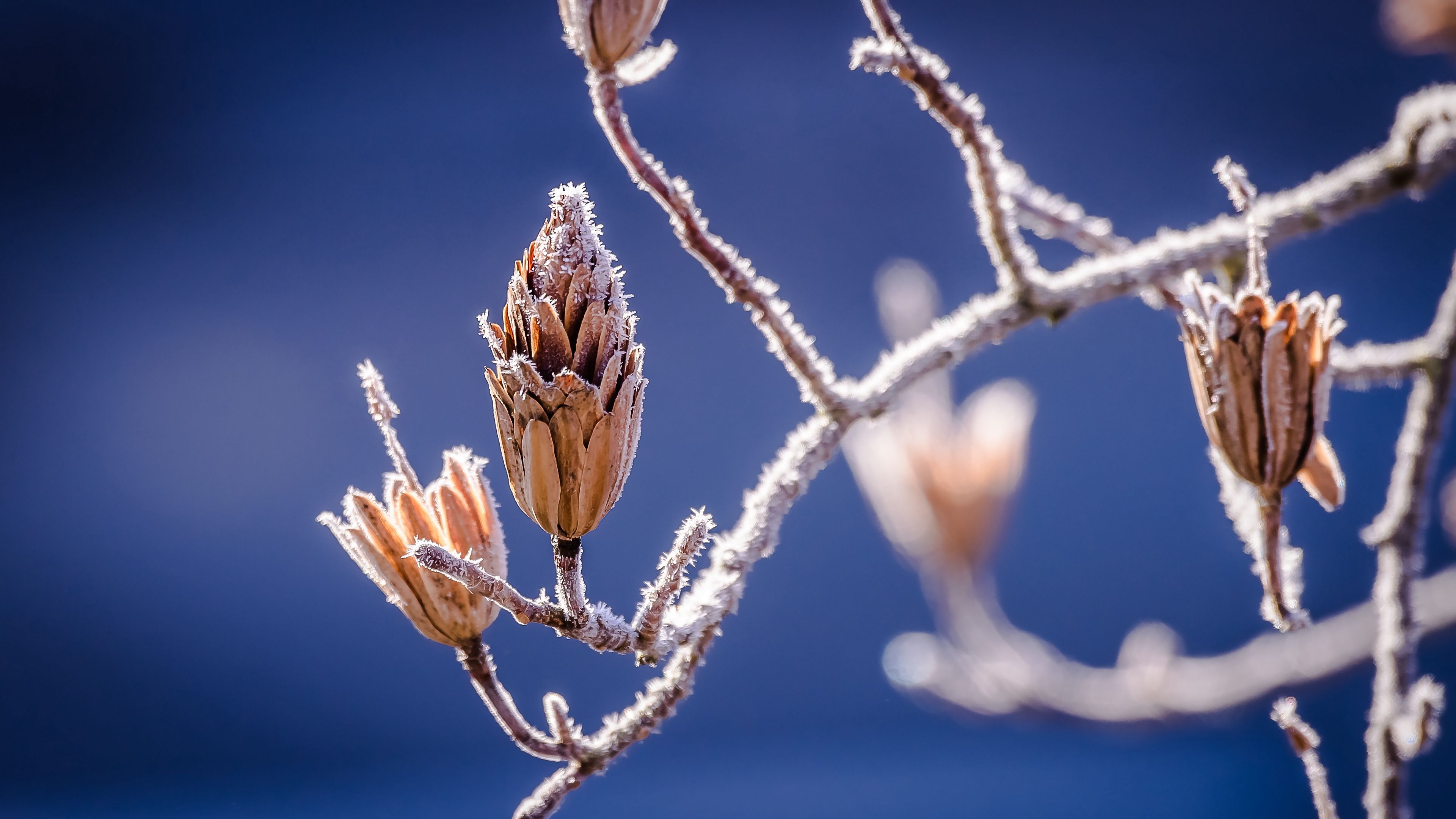 branch, frost, flowers, 4k, HD Wallpaper