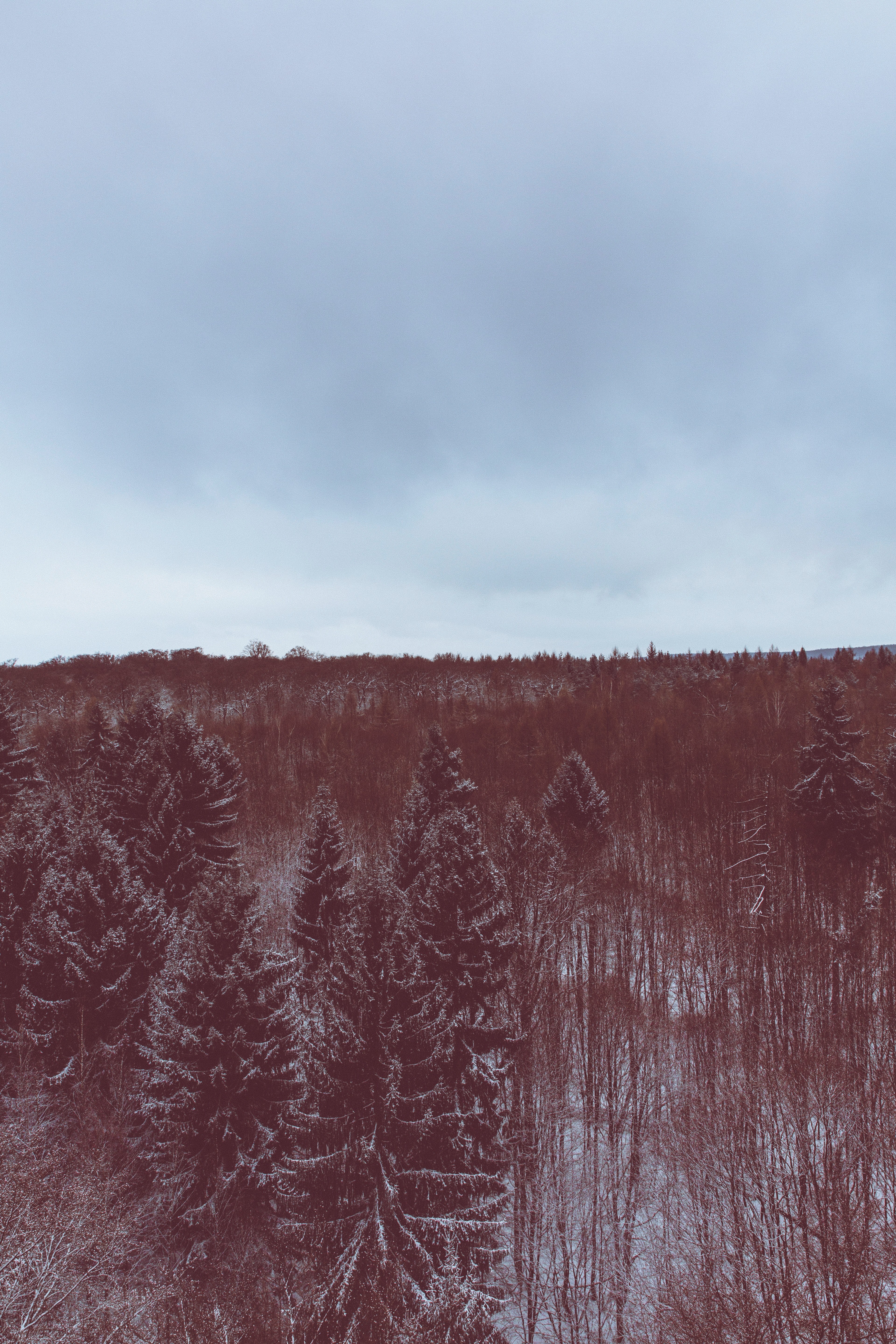a red hued shot of an evergreen forest under snow, red hued forest 4k, Phone HD Wallpaper