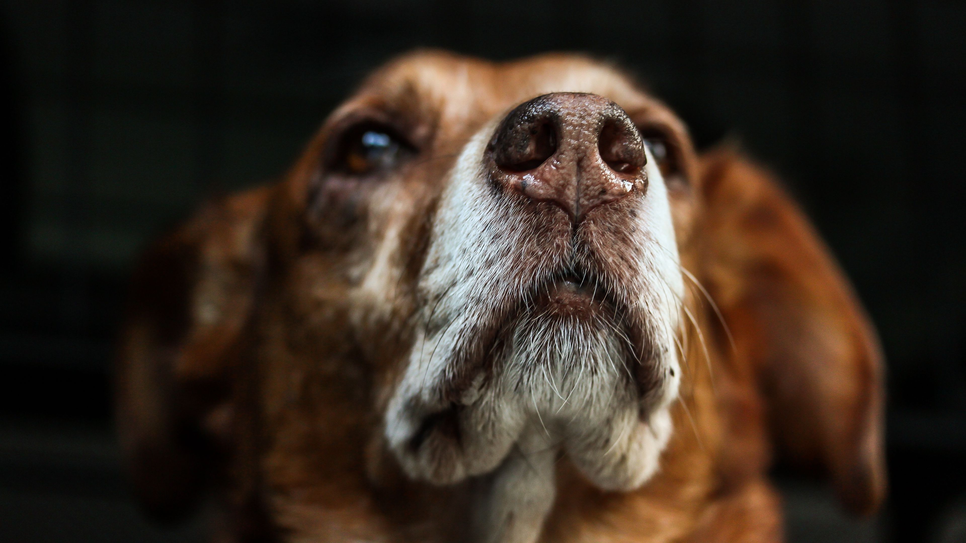 dog, muzzle, sight, 4k, HD Wallpaper