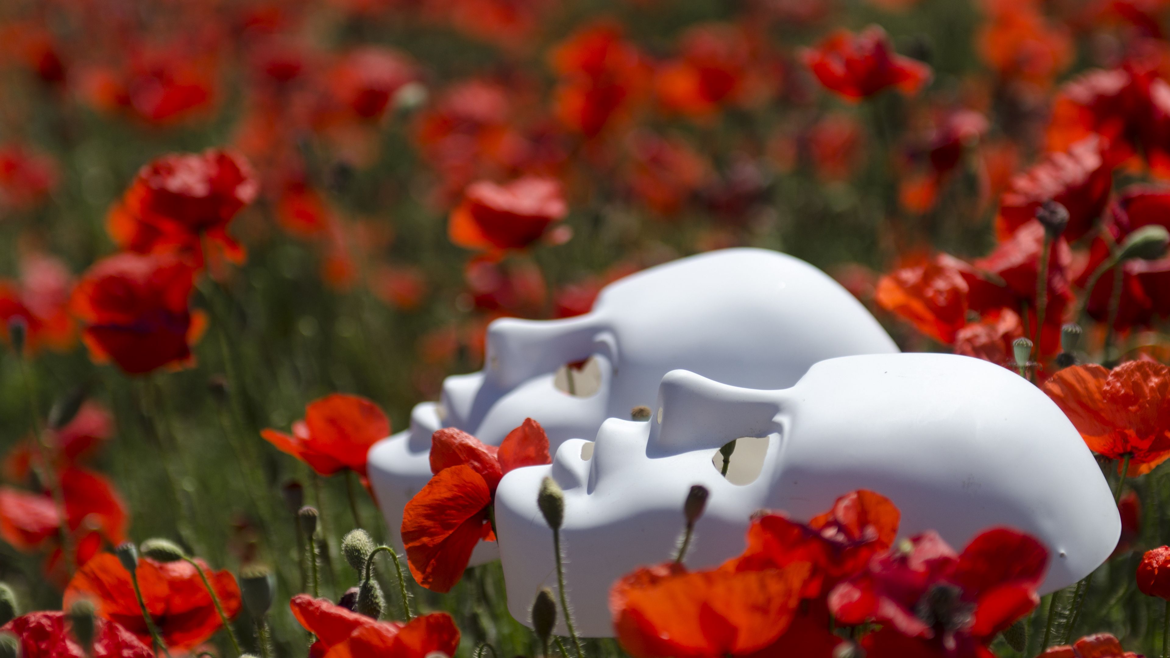 mask, flowers, poppies, 4k, HD Wallpaper
