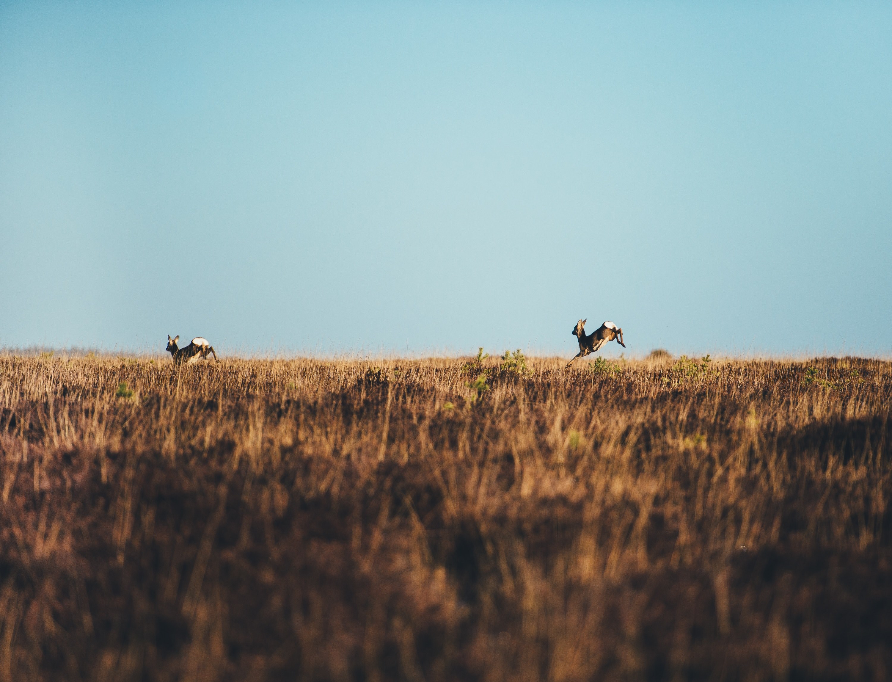 two deers leaping in a meadow in new forest national park, deer leaping 4k, HD Wallpaper