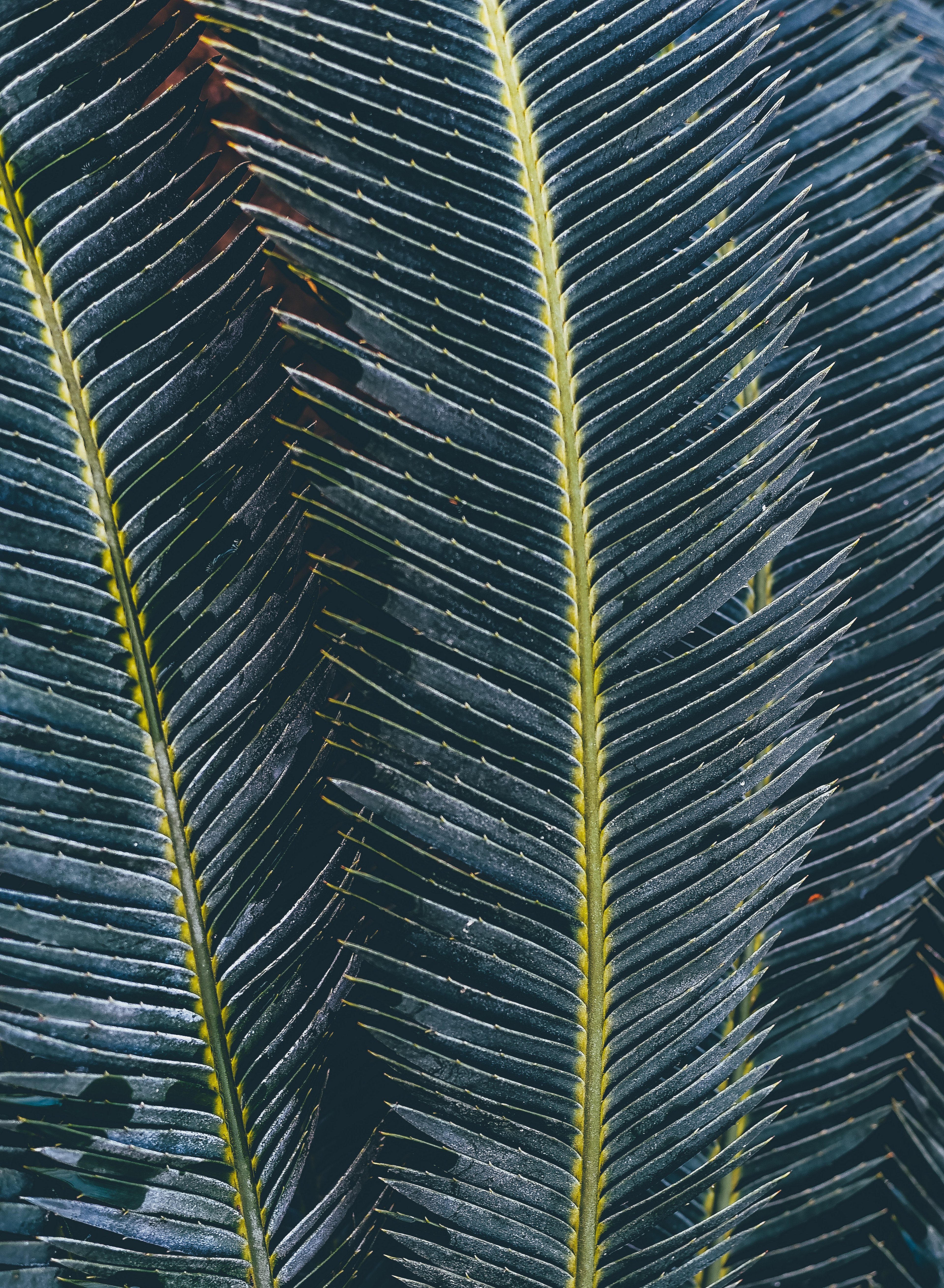 leafe and green hd, 4k, Phone HD Wallpaper