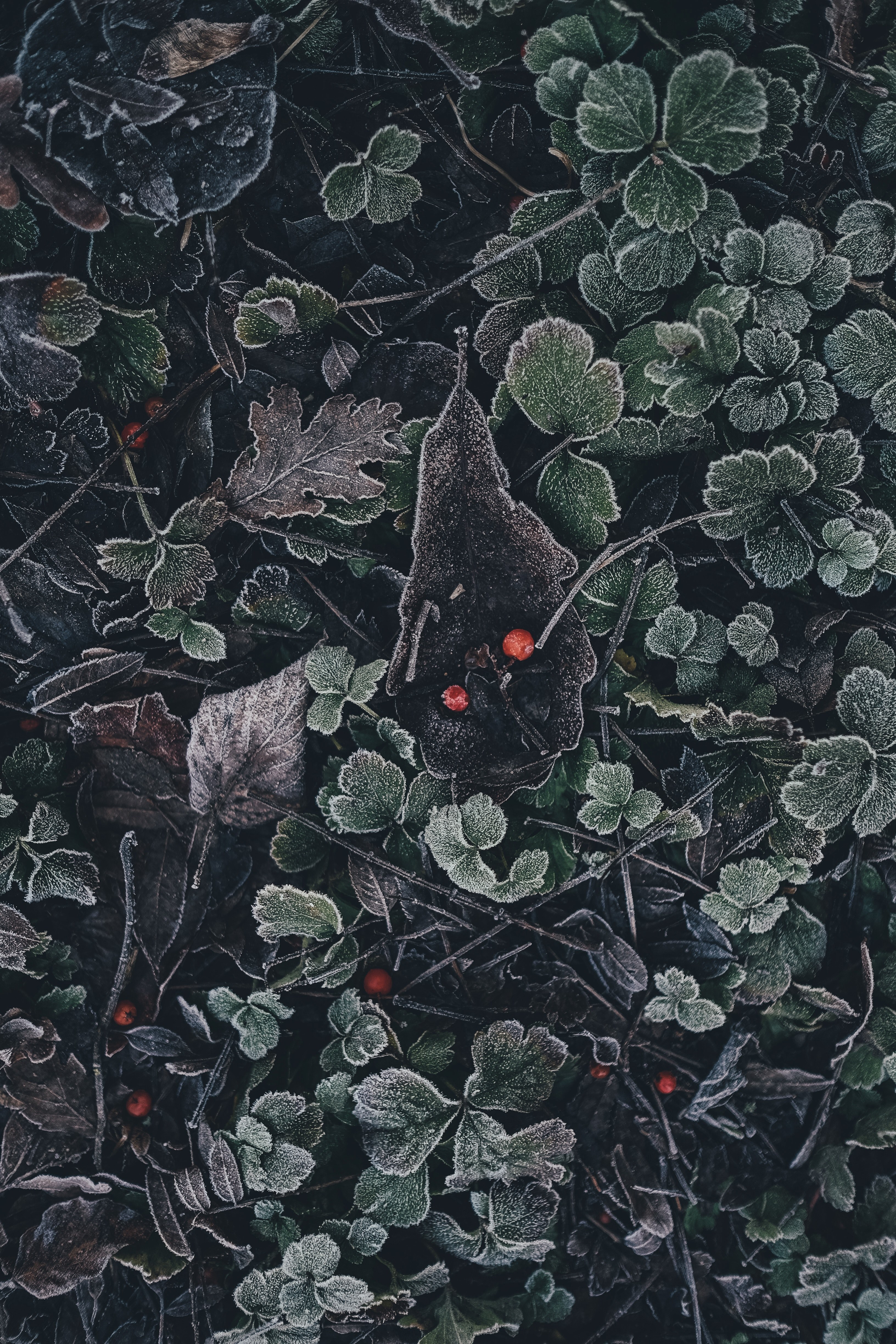 frosty leaves 4k, Phone HD Wallpaper