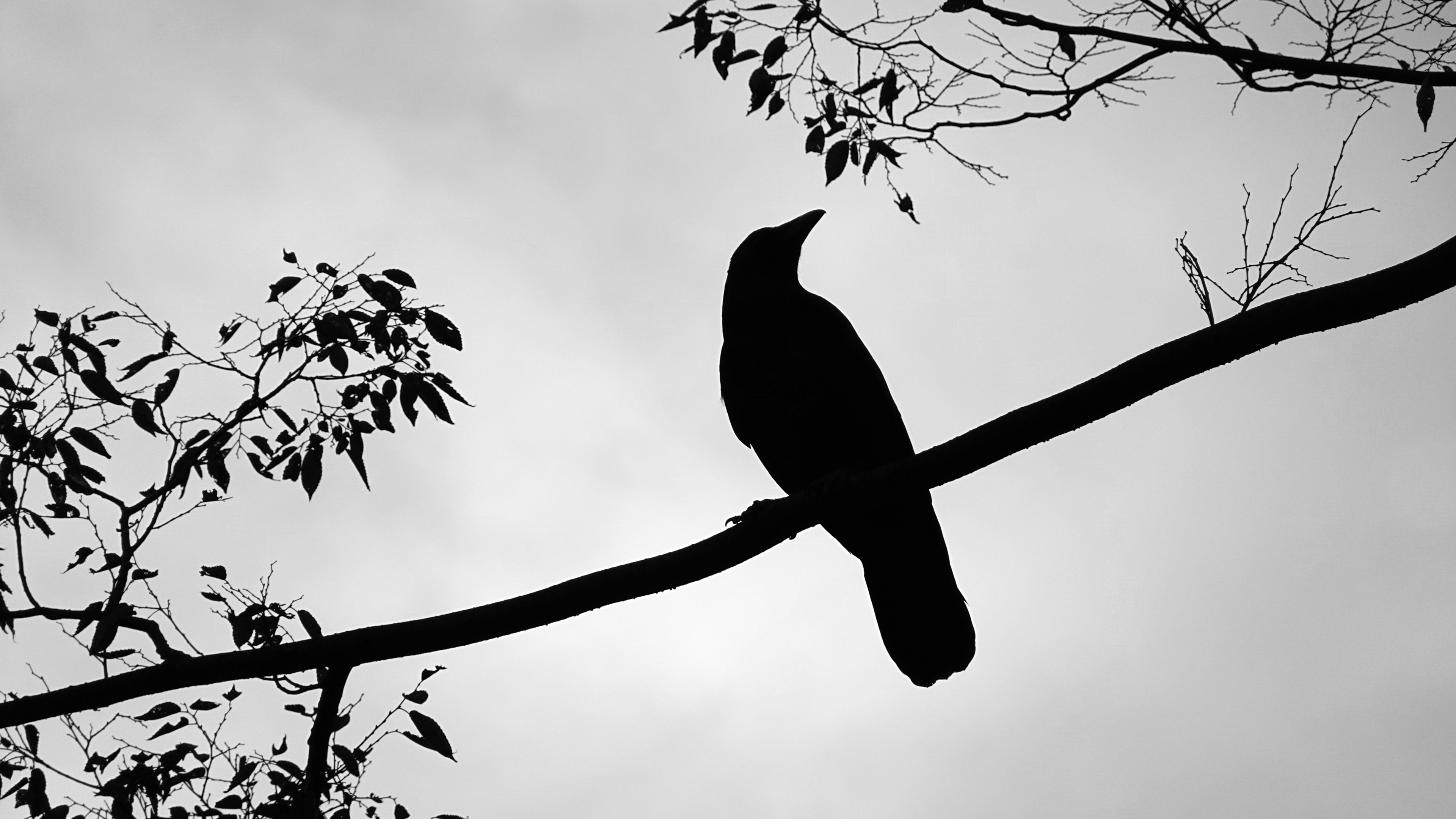 rook, bird, silhouette, branch, 4k, HD Wallpaper