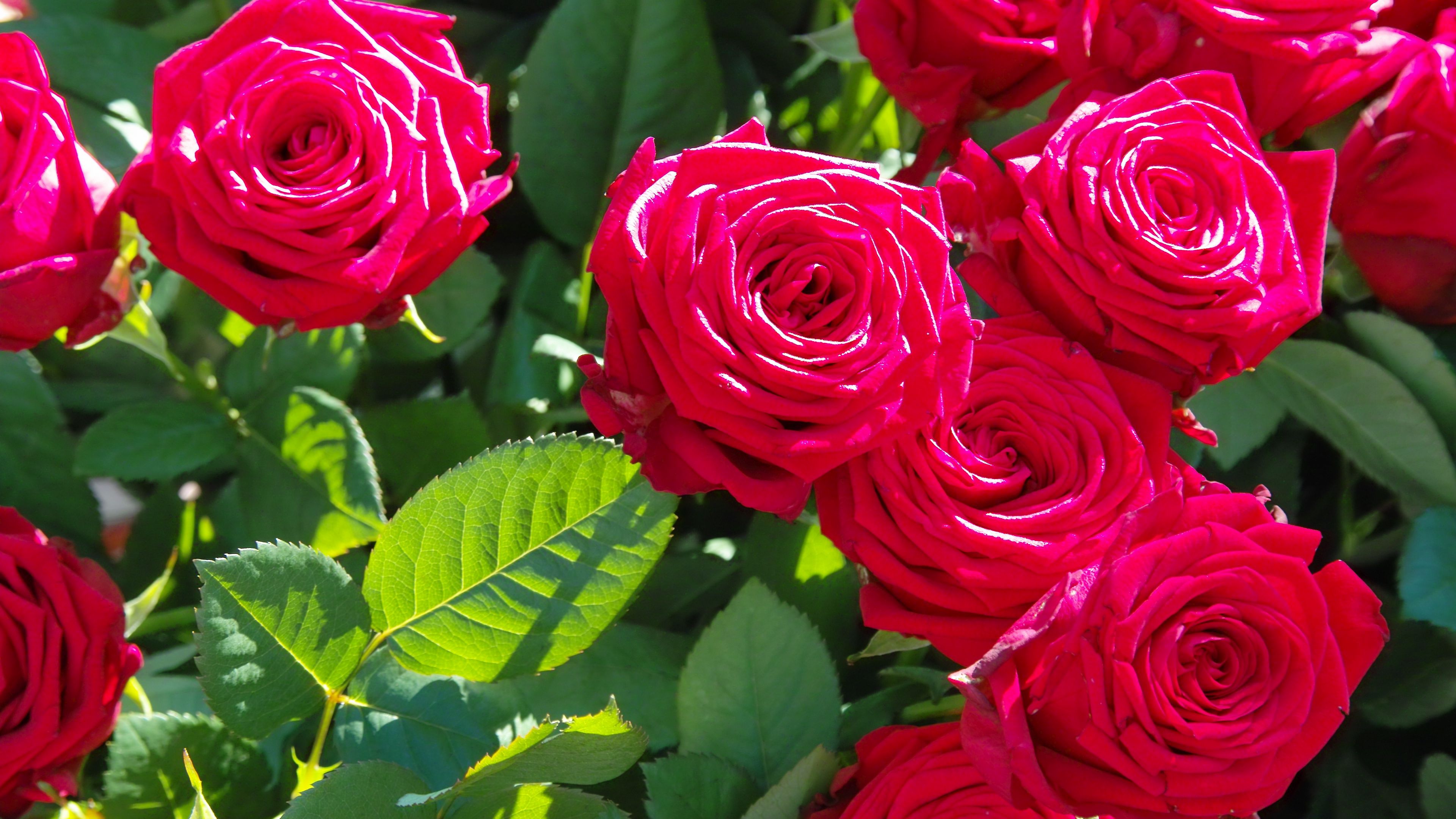 rose, flowers, buds, petals, branches, 4k, HD Wallpaper