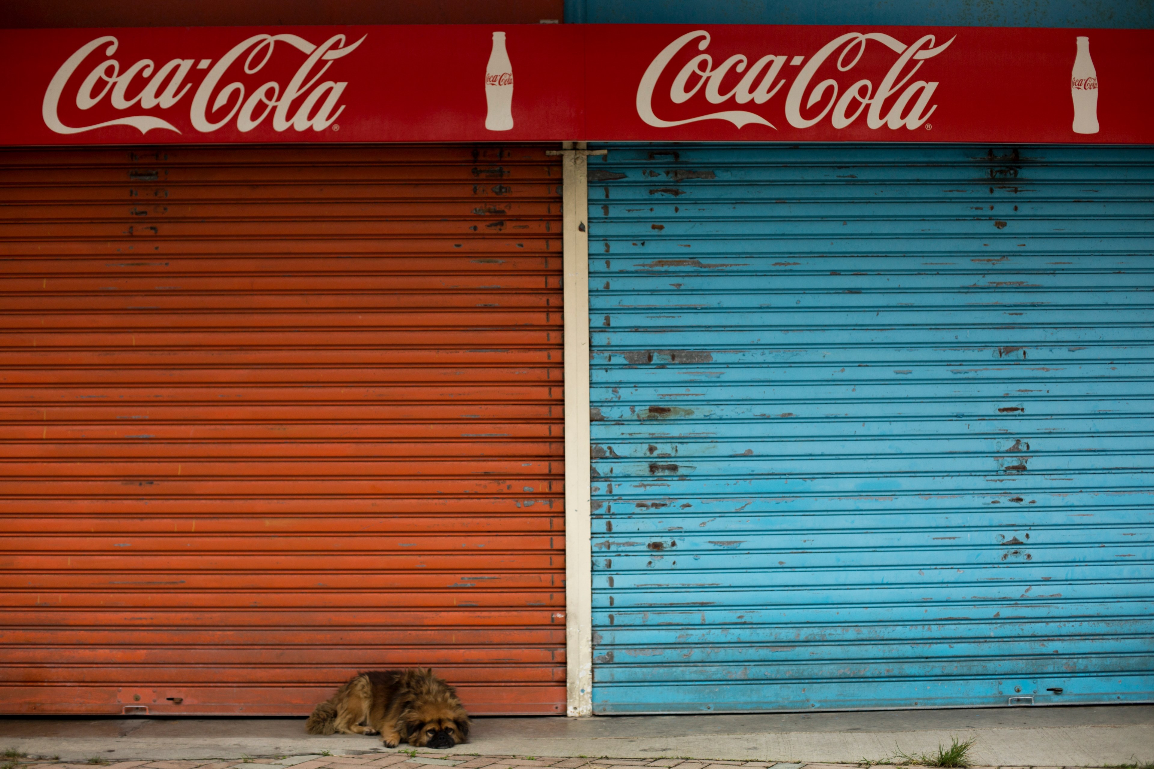 thirsty dog 4k, HD Wallpaper