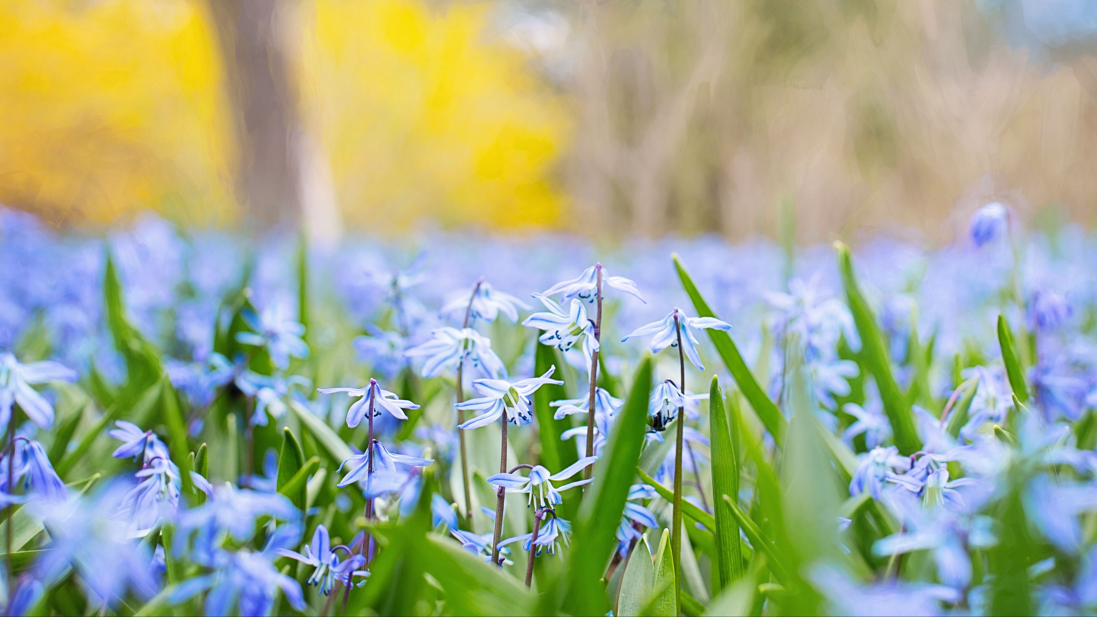 flowers, grass, field, motion blur, 4k, HD Wallpaper