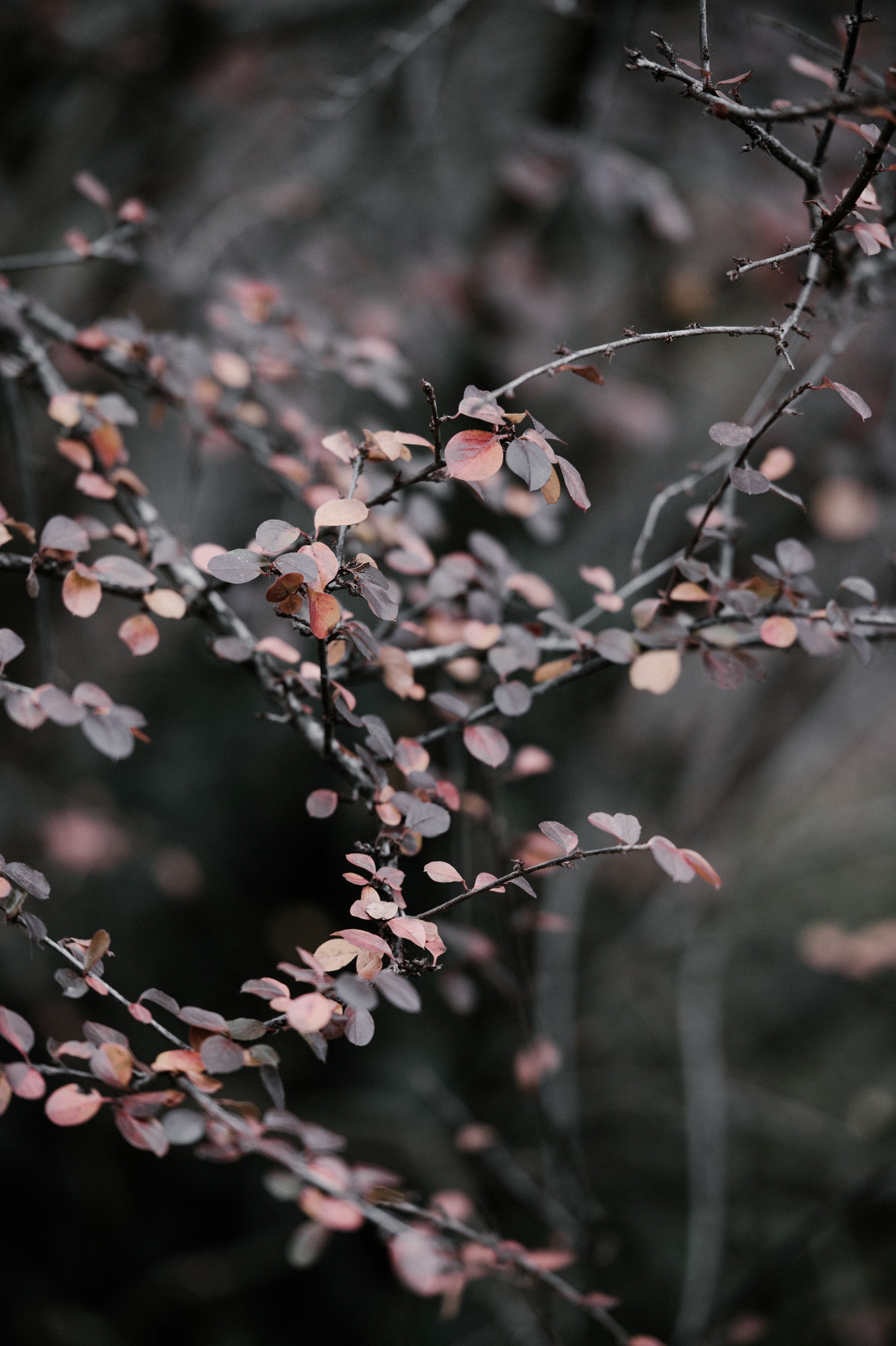 winter leaves 4k, Phone HD Wallpaper