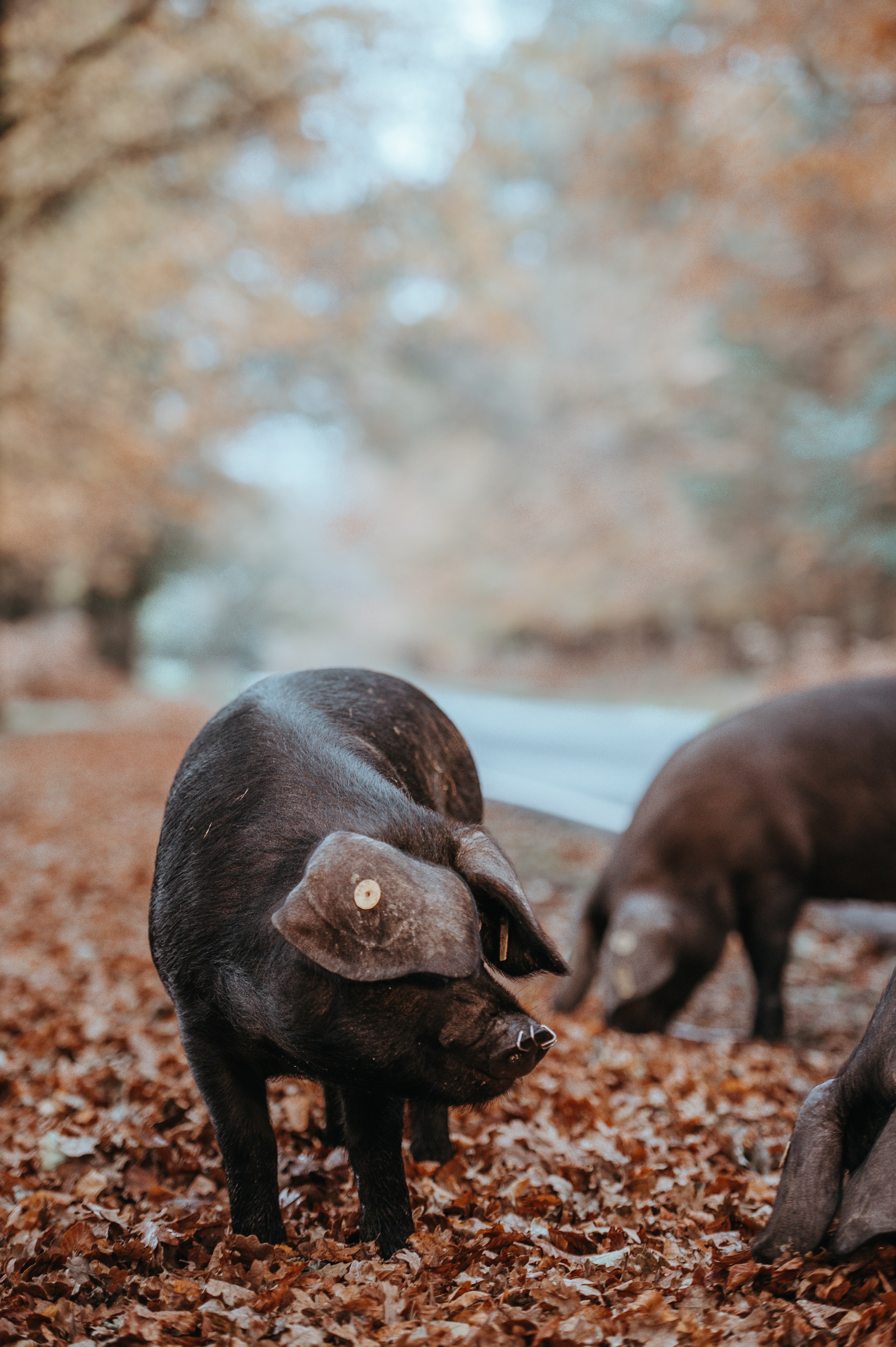 foraging black pig in autumn 4k, Phone HD Wallpaper