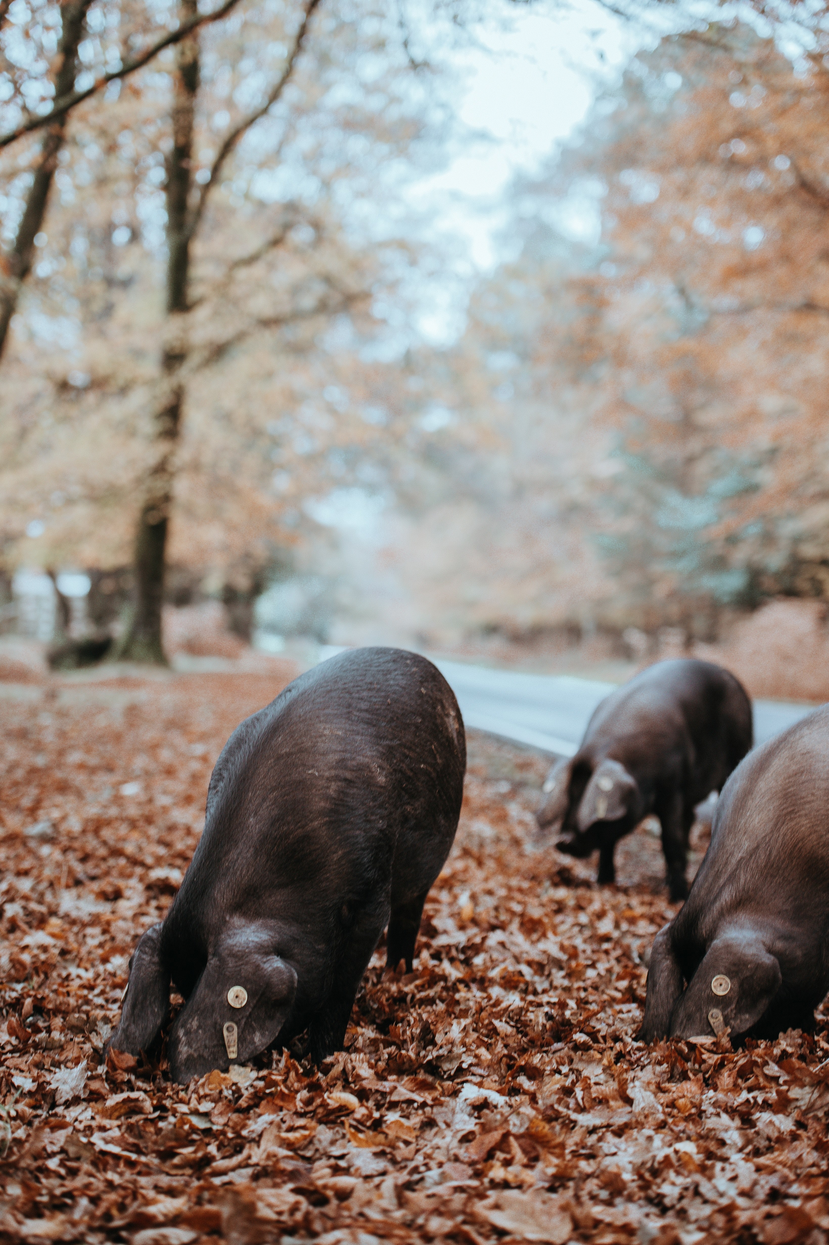 foraging black pig in autumn 4k, Phone HD Wallpaper
