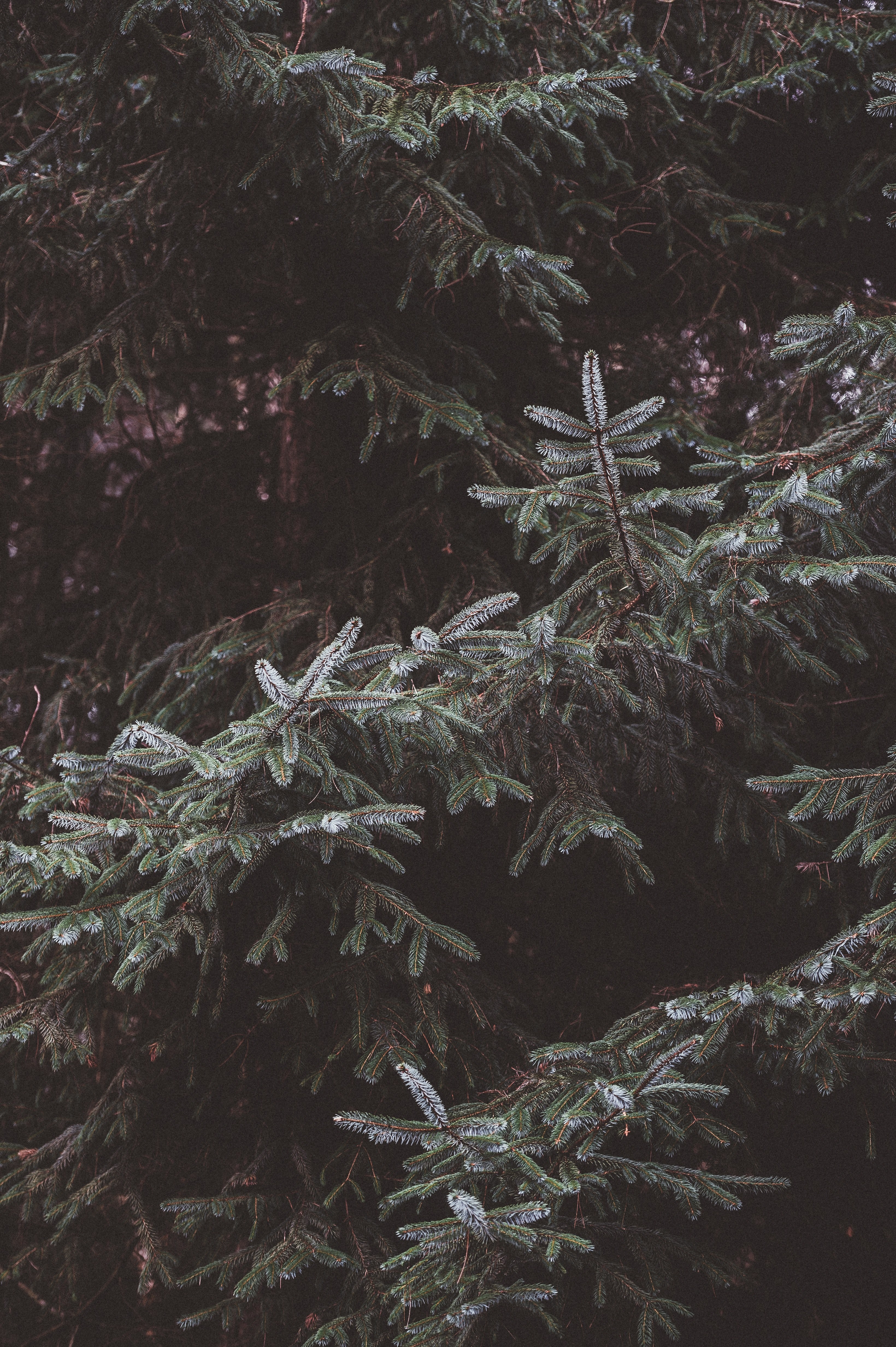 fir spruce pine tree 4k, Phone HD Wallpaper