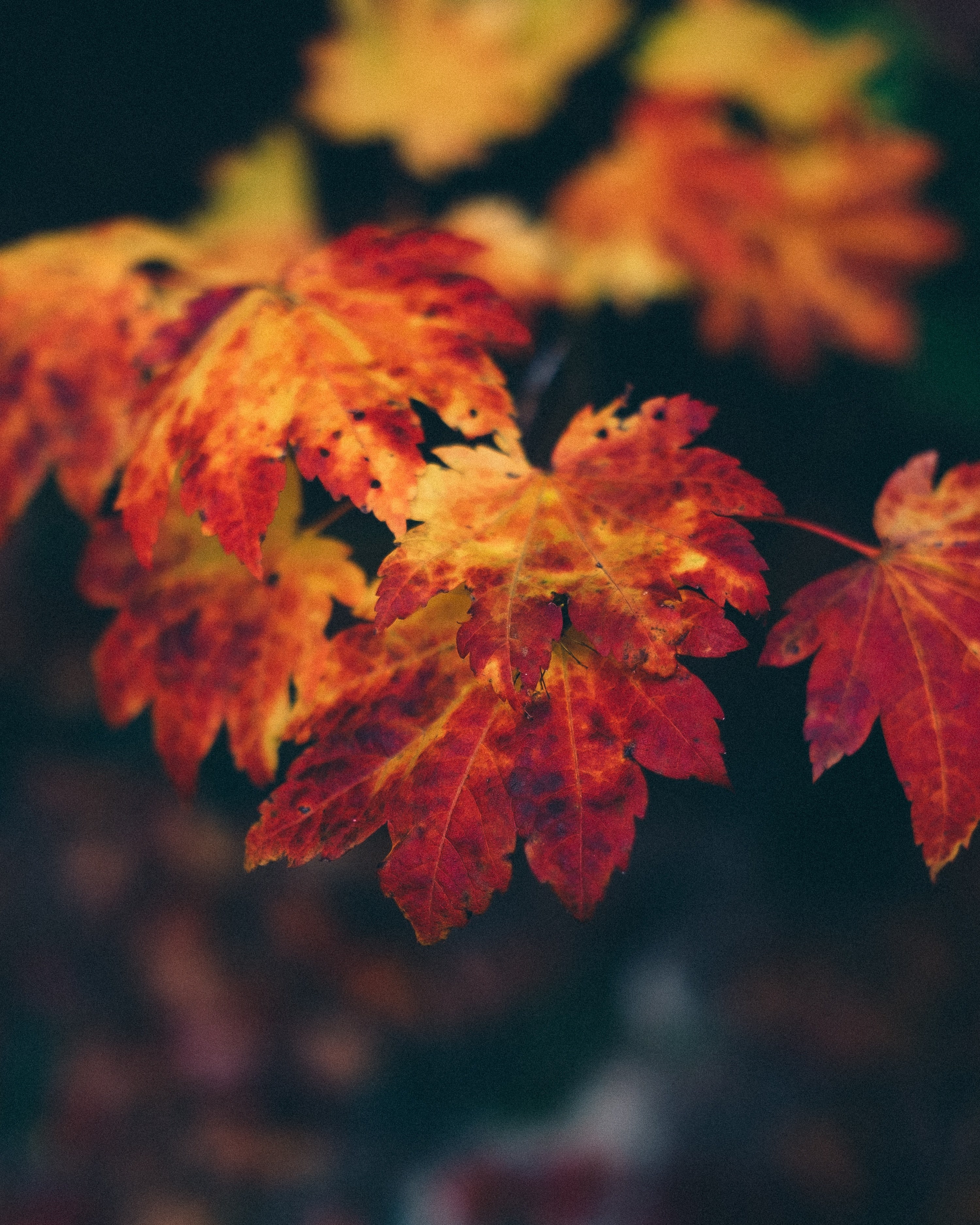 reddish yellow leaves, _red yellow leaves 4k, Phone HD Wallpaper