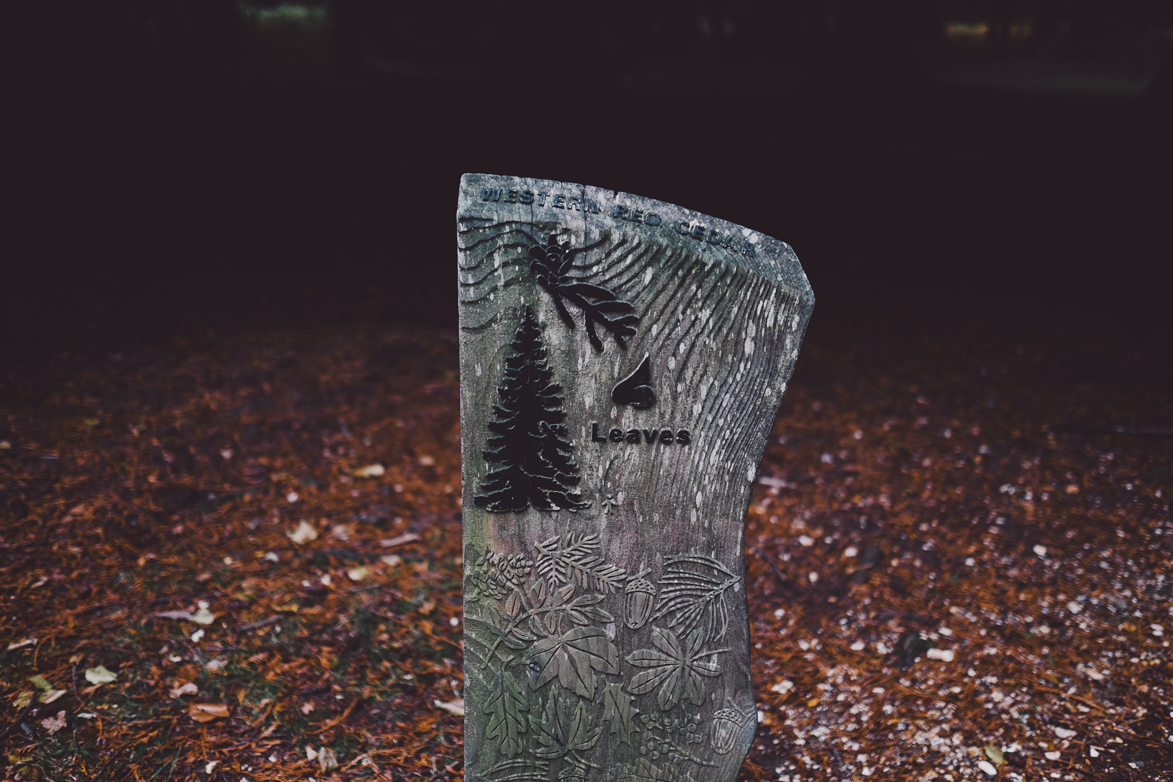 wood marker signpost and forest 4k, HD Wallpaper