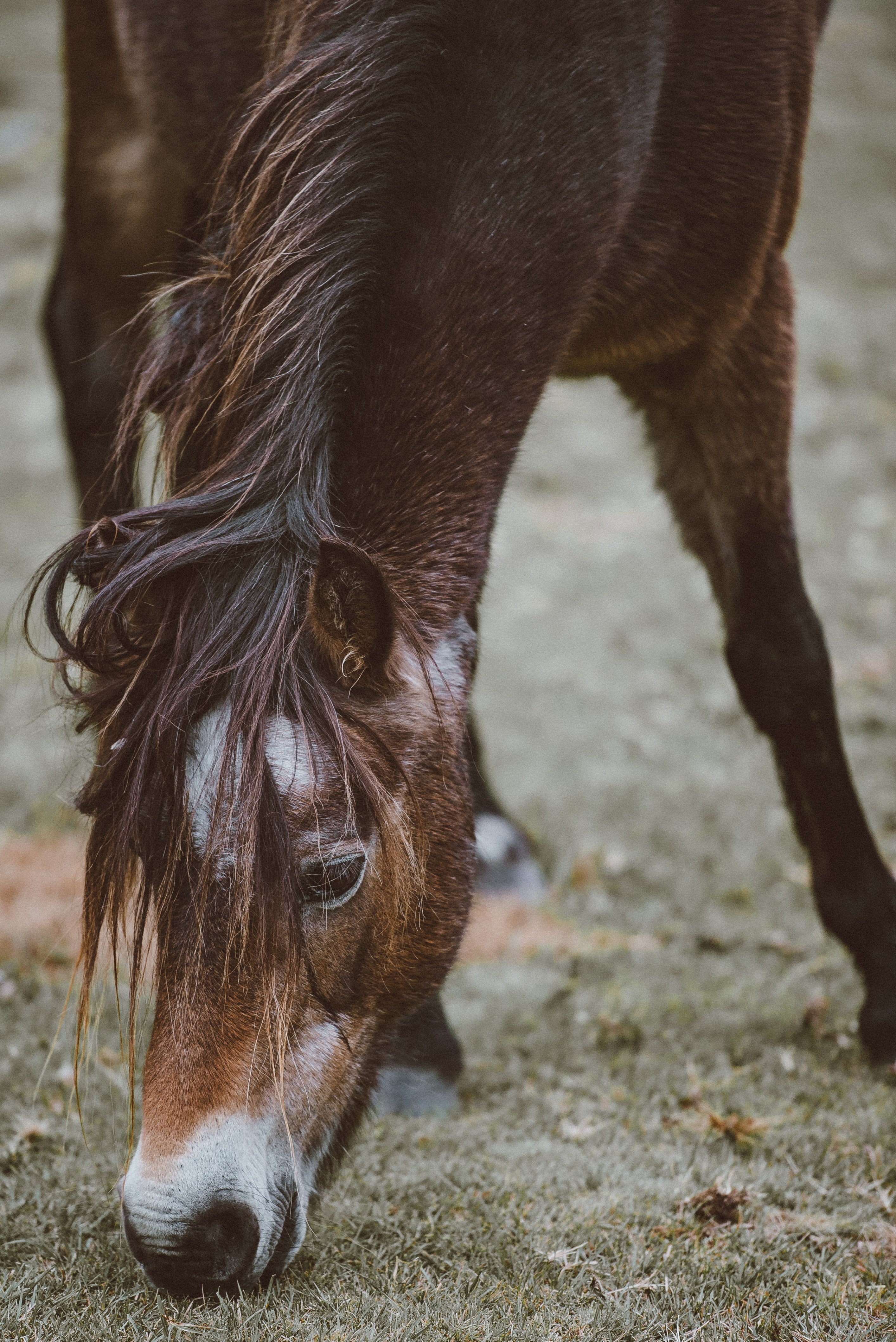 horse pony nature and field hd, 4k, Phone HD Wallpaper