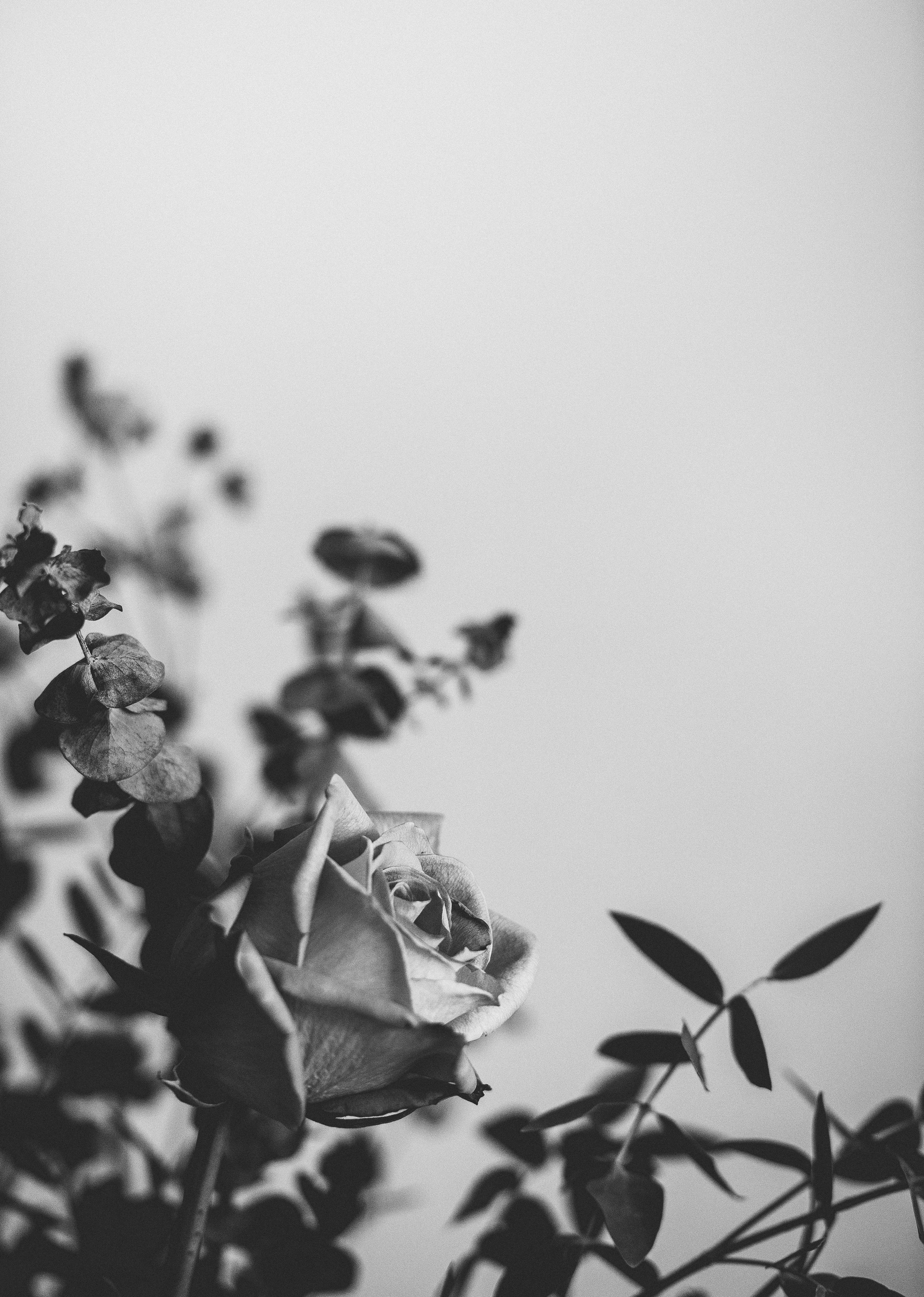 rose flower foliage and bloom hd, 4k, Phone HD Wallpaper