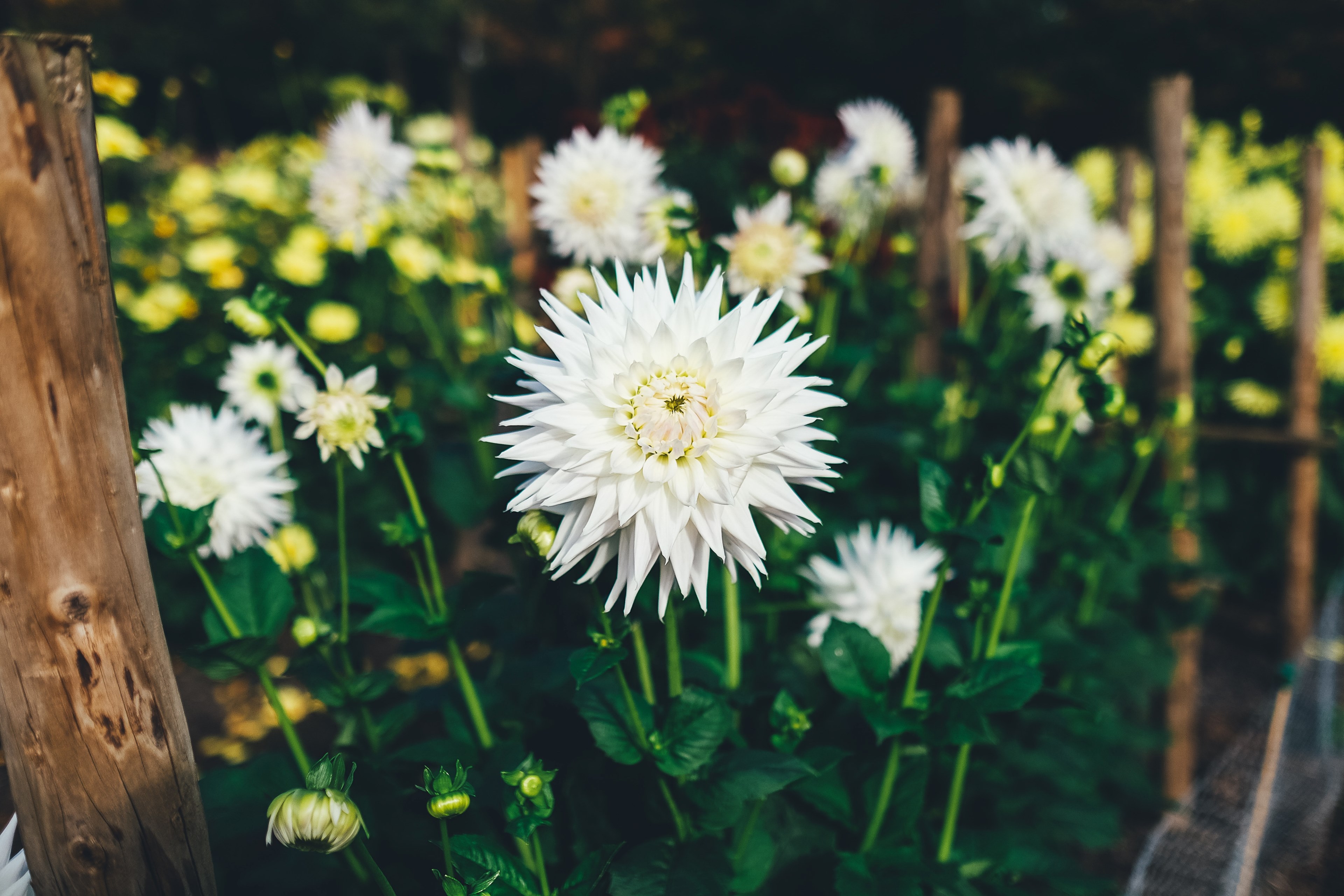 garden floral nature and white flower 4k, HD Wallpaper