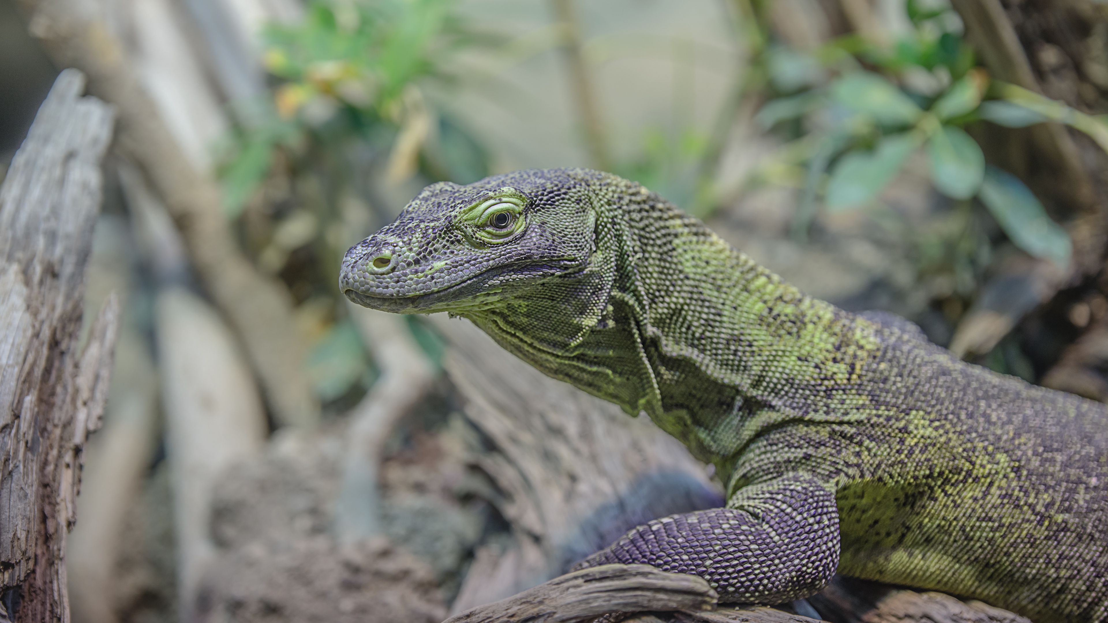 gecko, lizard, face, 4k, HD Wallpaper