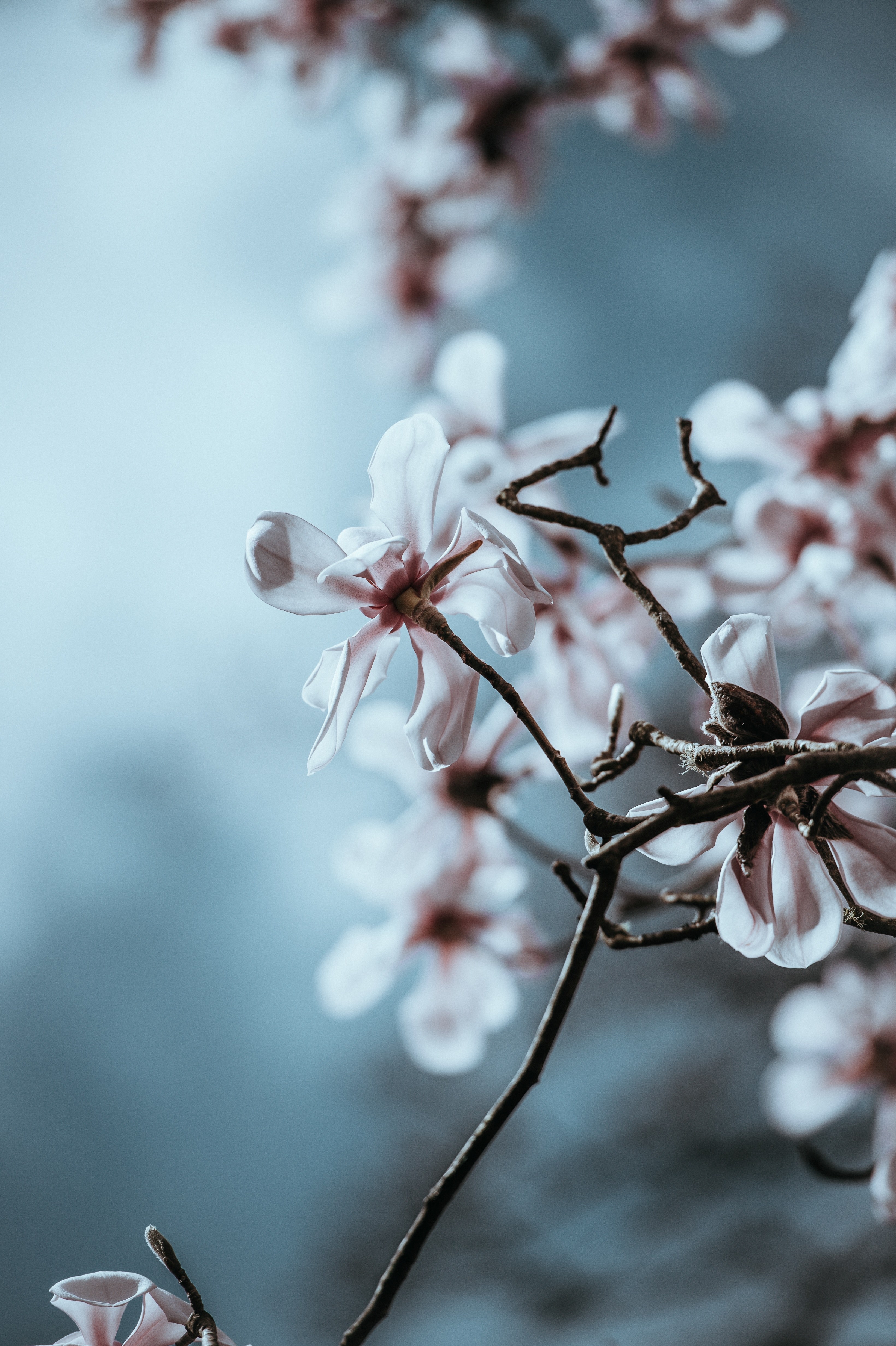 petal blossom pink and branch hd, 4k, Phone HD Wallpaper