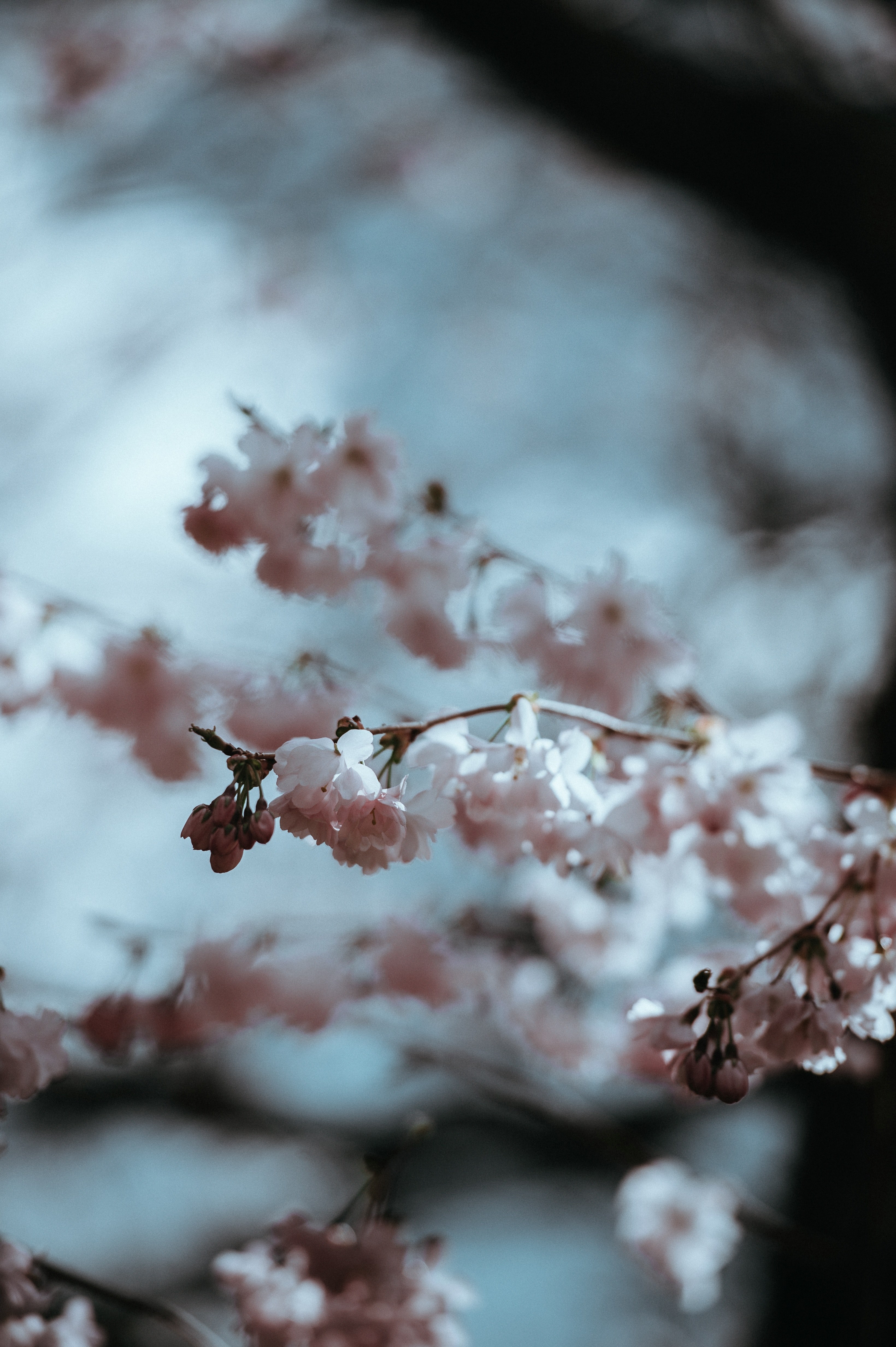 pale pink blossom 4k, Phone HD Wallpaper