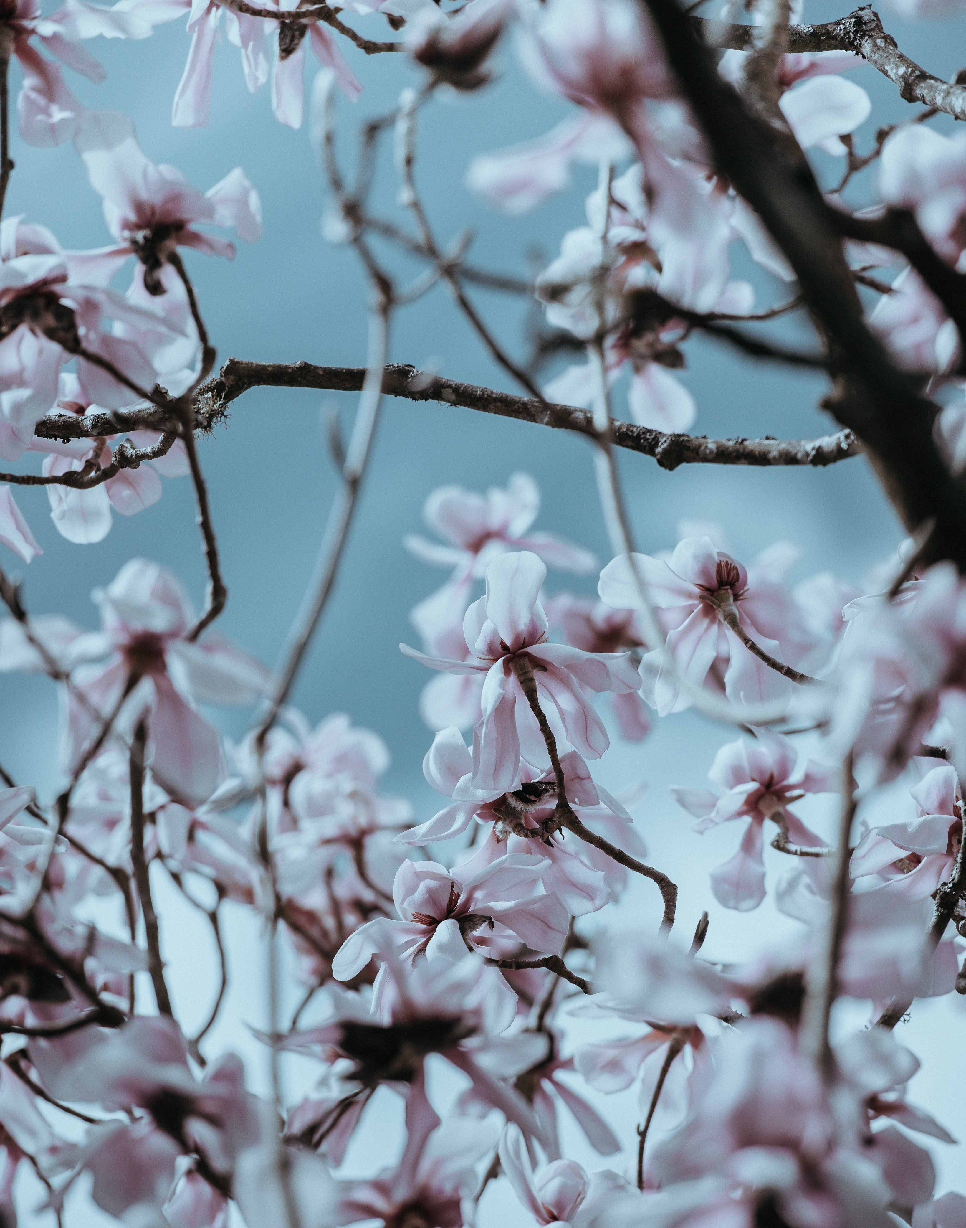 gazing up at the magnolia tree 4k, Phone HD Wallpaper