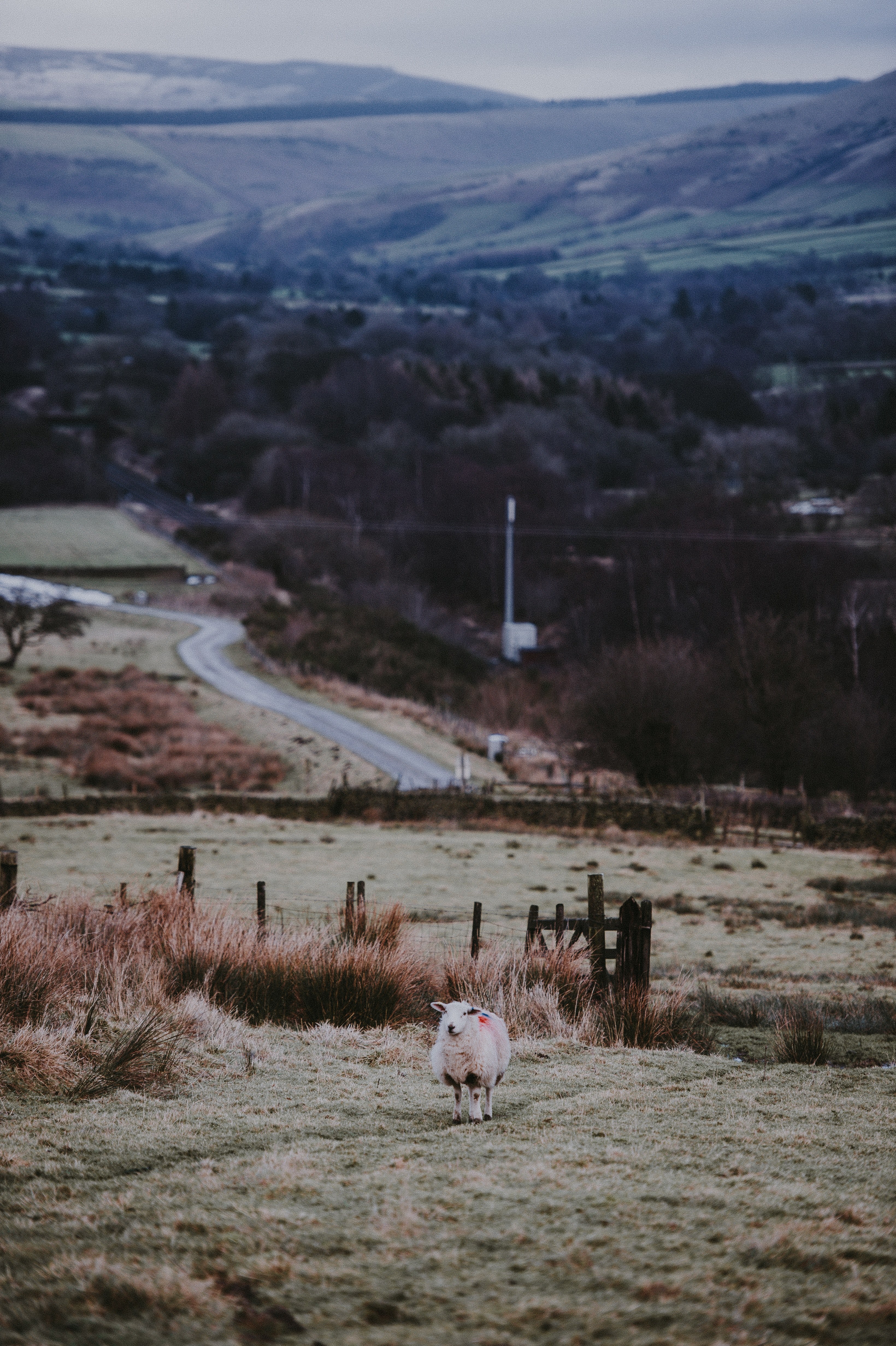 sheep life 4k, Phone HD Wallpaper