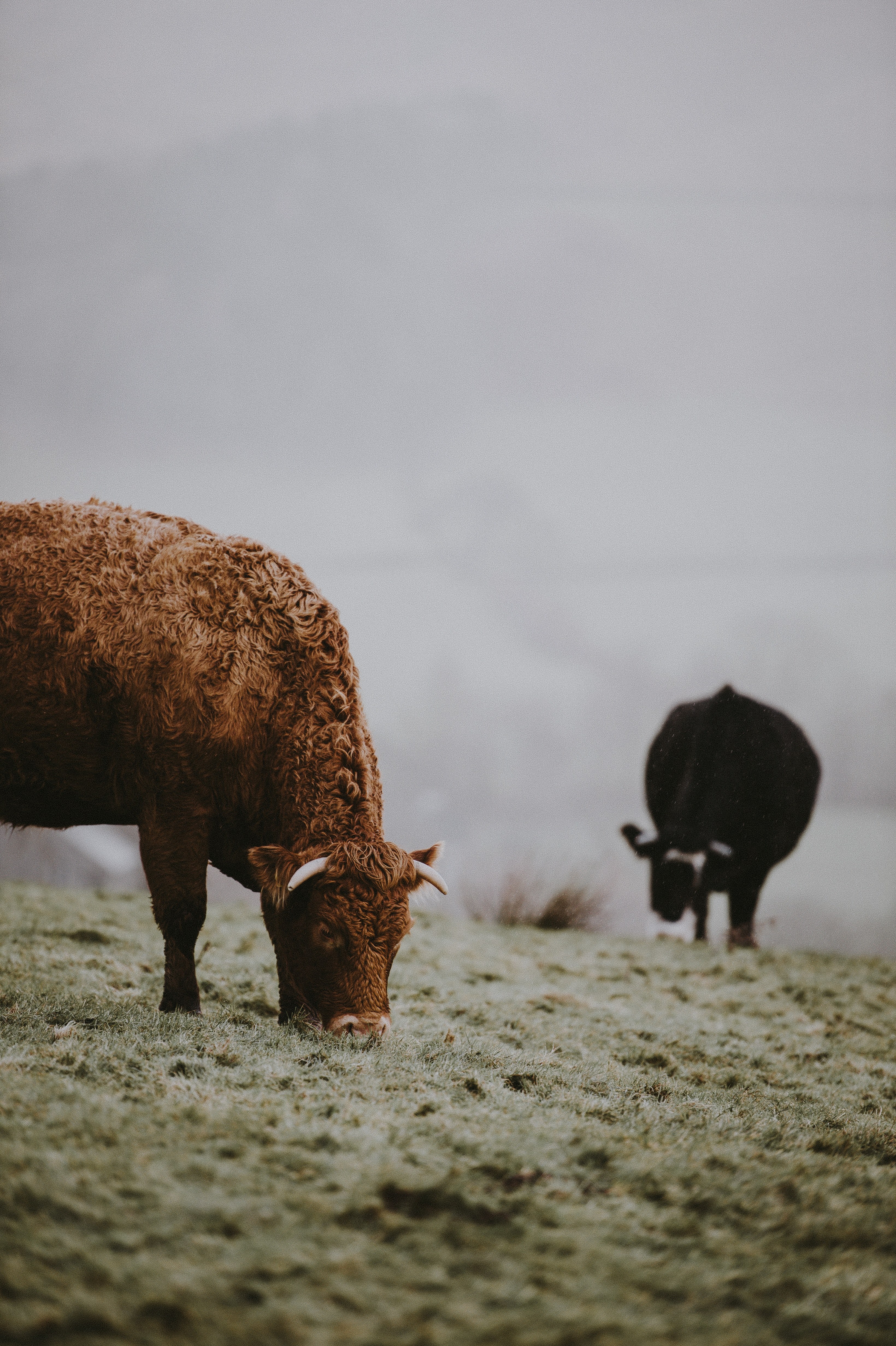 cattle grazing on a drizzly winter morning 4k, Phone HD Wallpaper