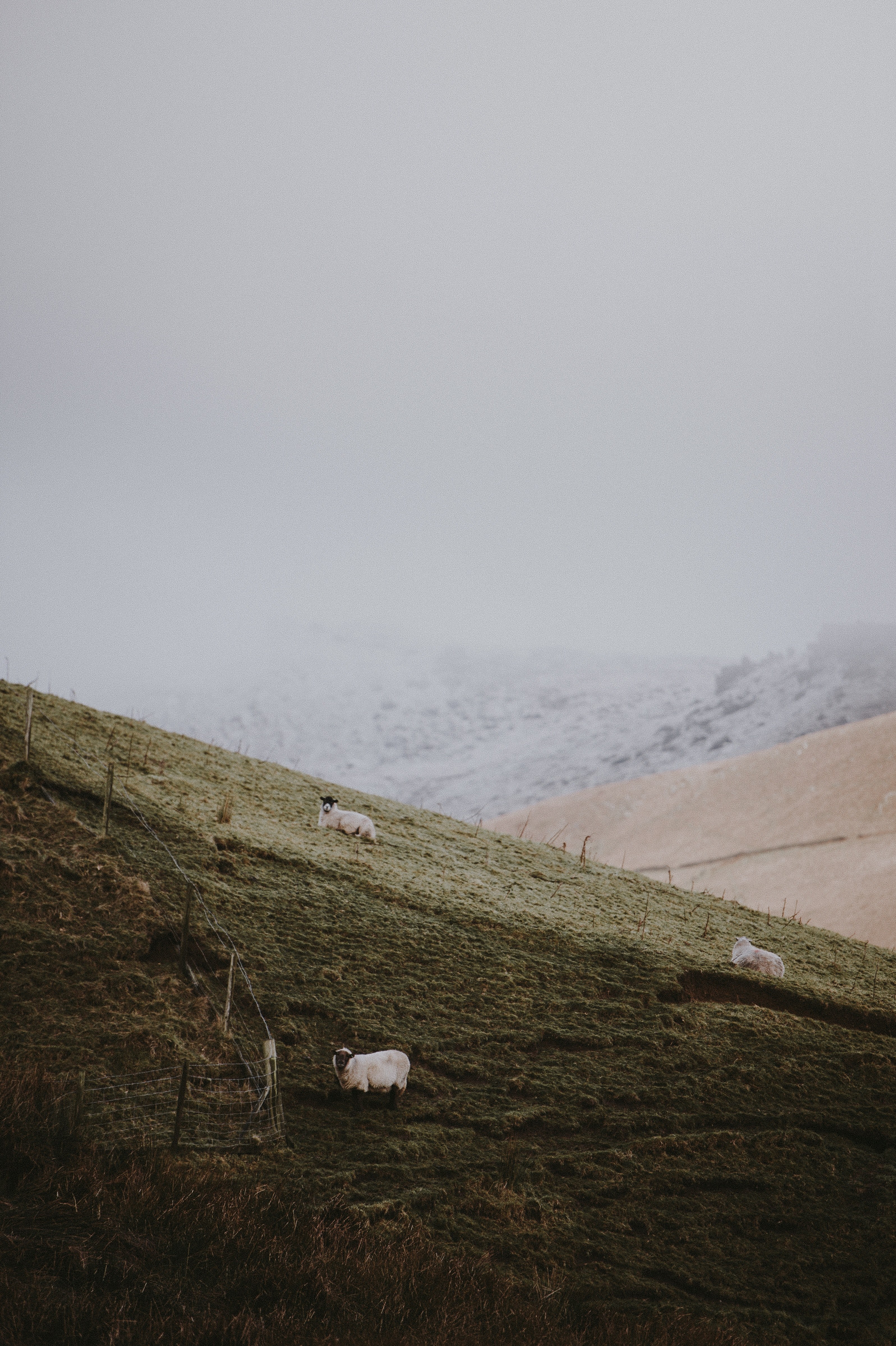 sheep on hillside in winter 4k, Phone HD Wallpaper