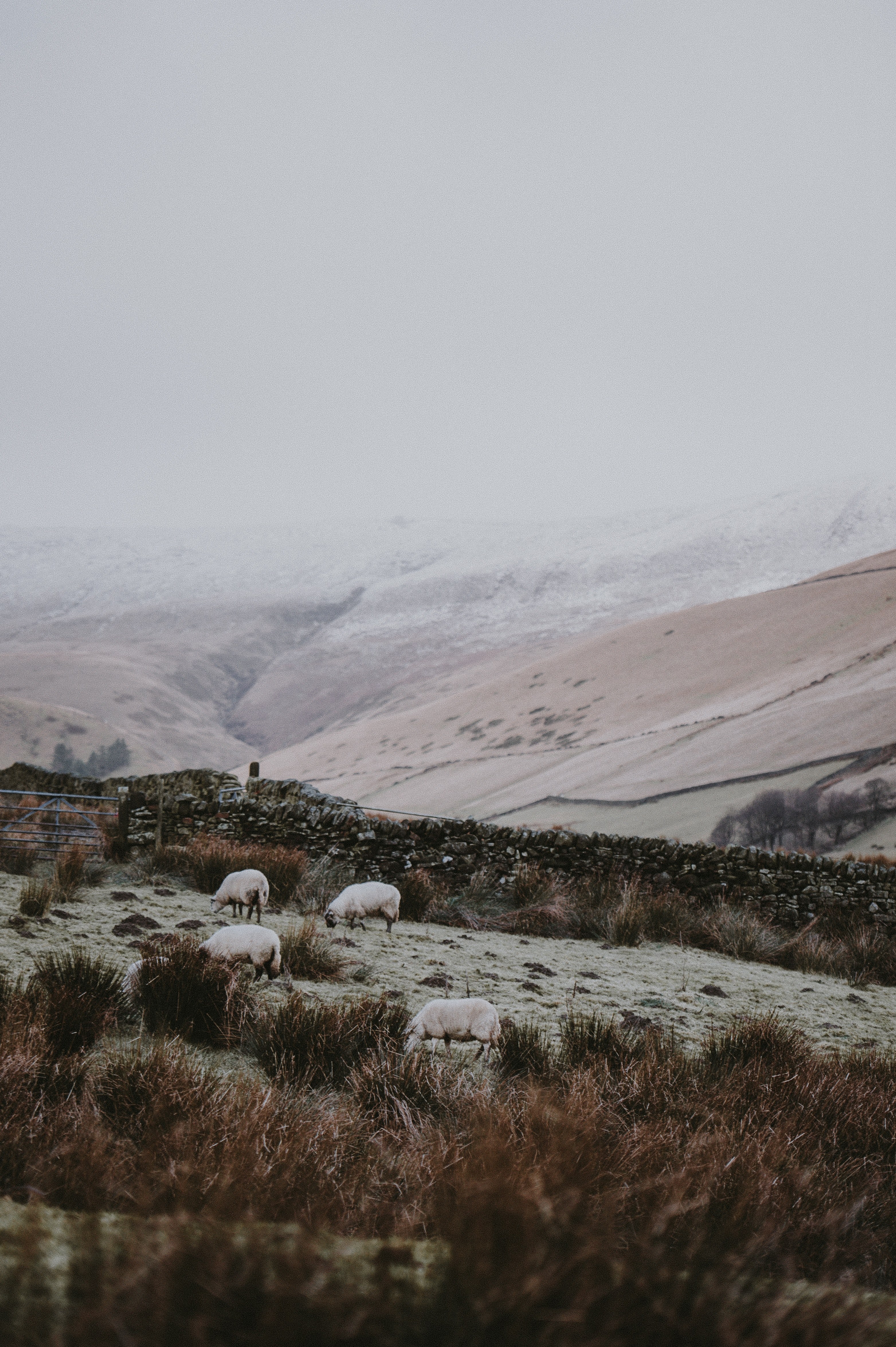 sheep countryside winter fields mist 4k, Phone HD Wallpaper